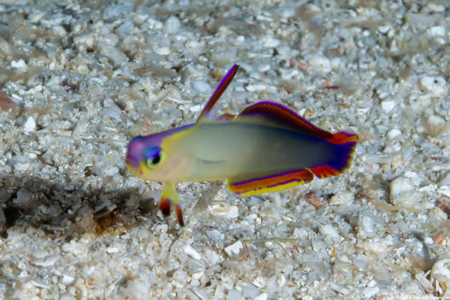 Nemateleotris decora (Decorated Dartfish)