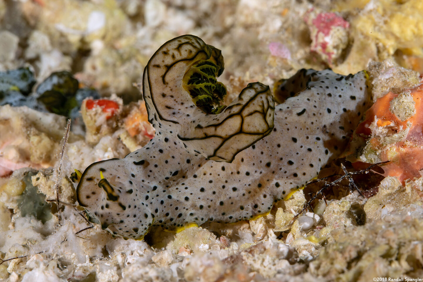 Notodoris  serenae (Gray Norse God)