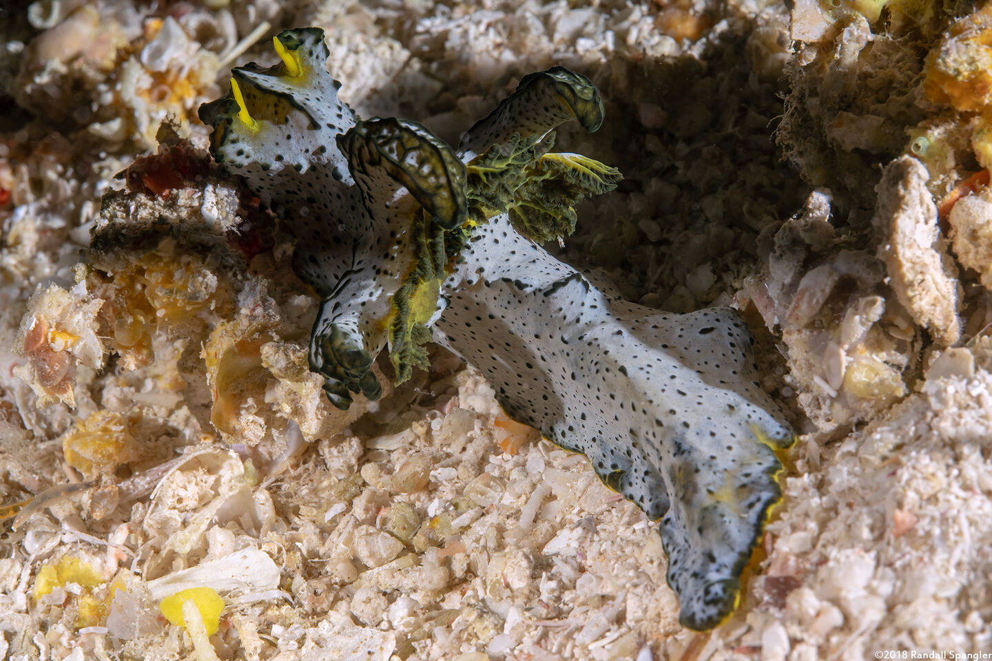 Notodoris  serenae (Gray Norse God)