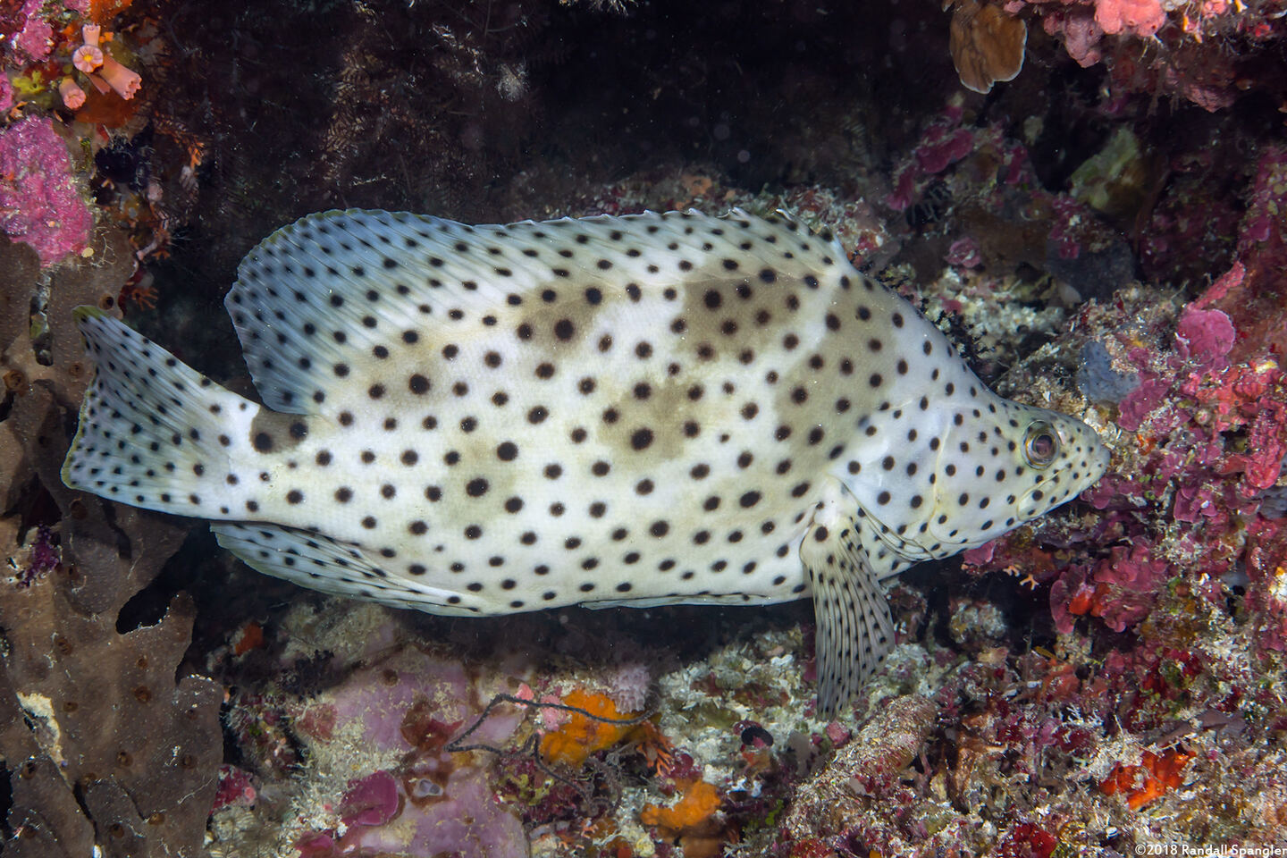 Cromileptes altivelis (Barramundi)