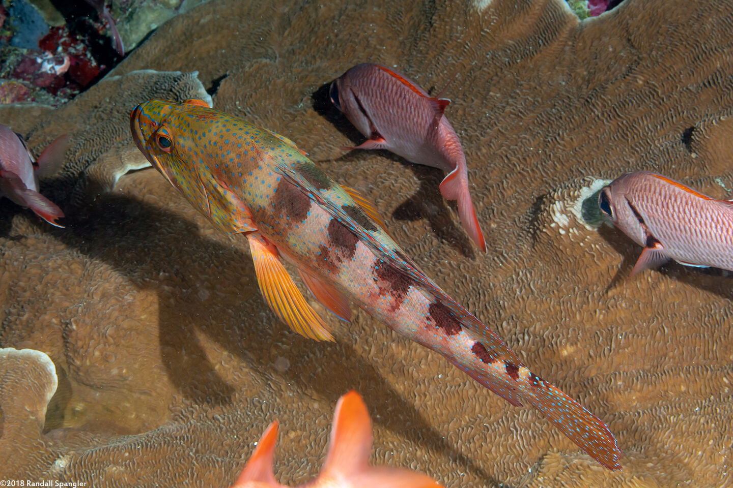 Cephalopholis sexmaculata (Saddle Grouper)