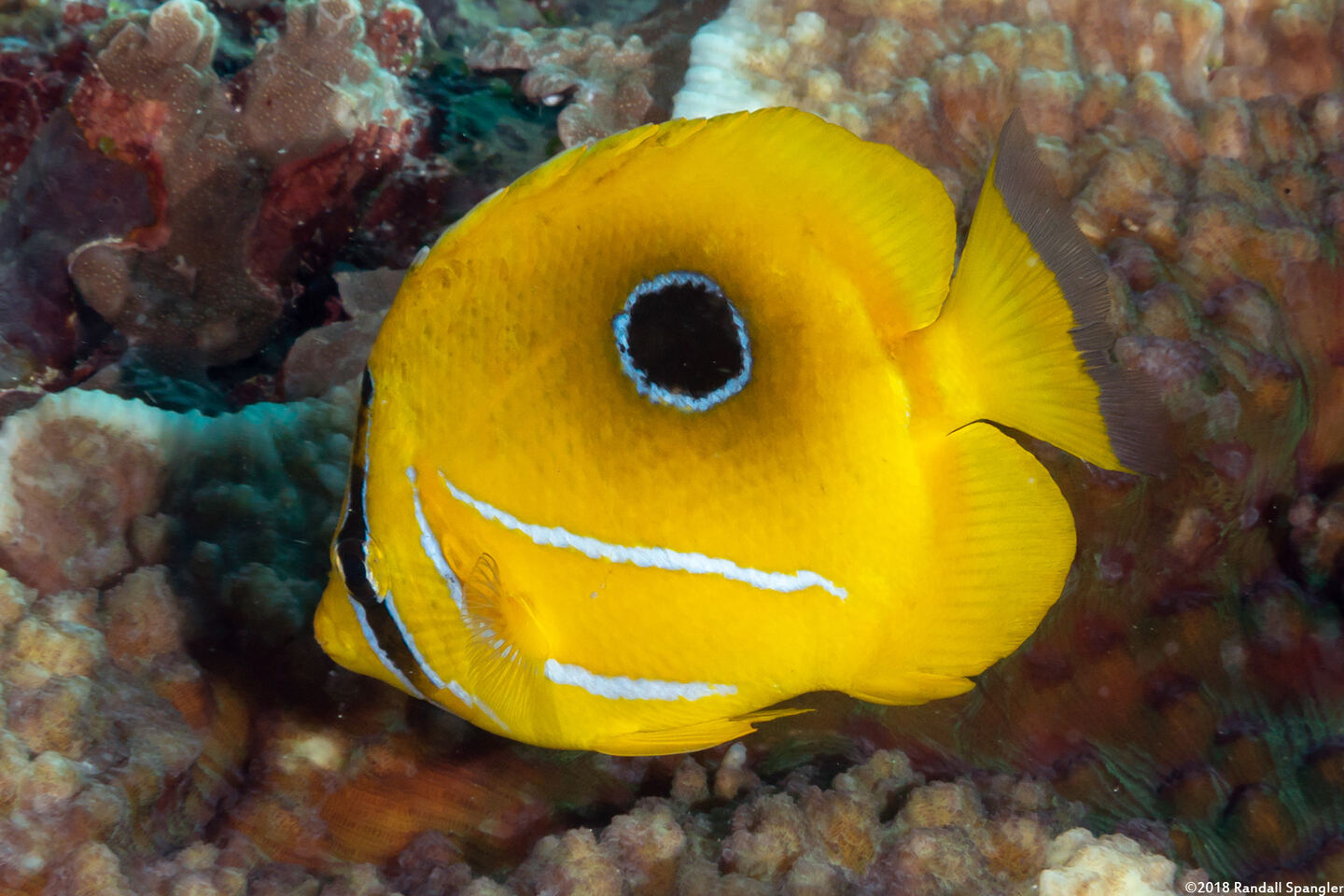 Chaetodon bennetti (Eclipse Butterflyfish)