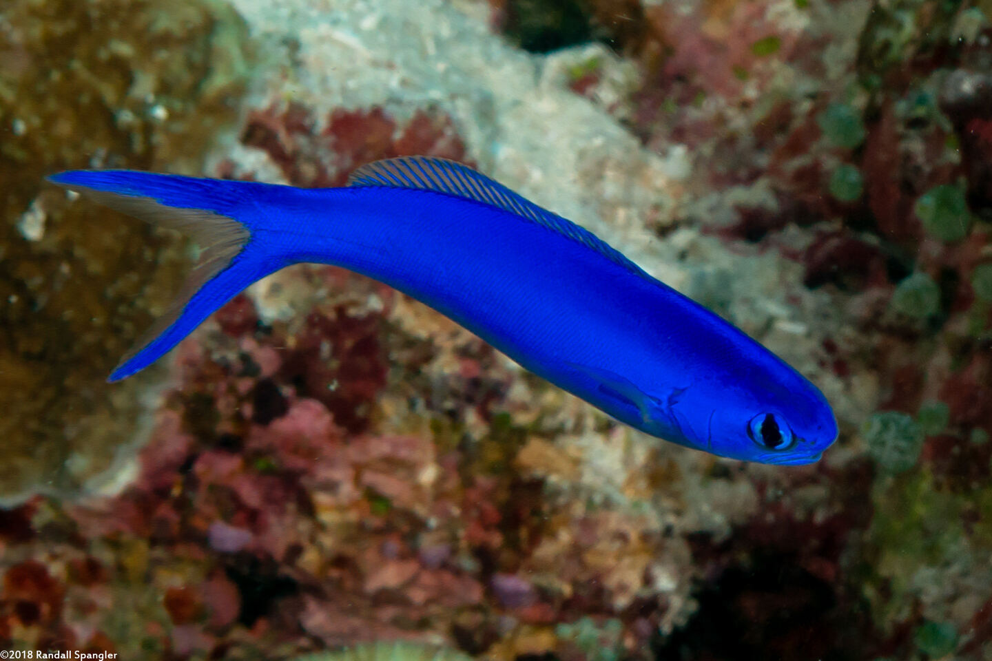 Hoplolatilus starcki (Bluehead Tilefish)