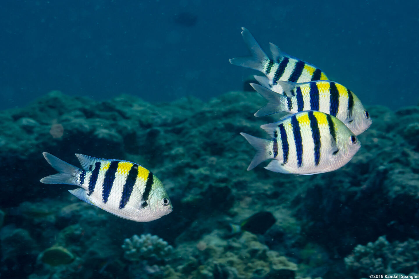 Abudefduf vaigiensis (Indo-Pacific Sergeant)