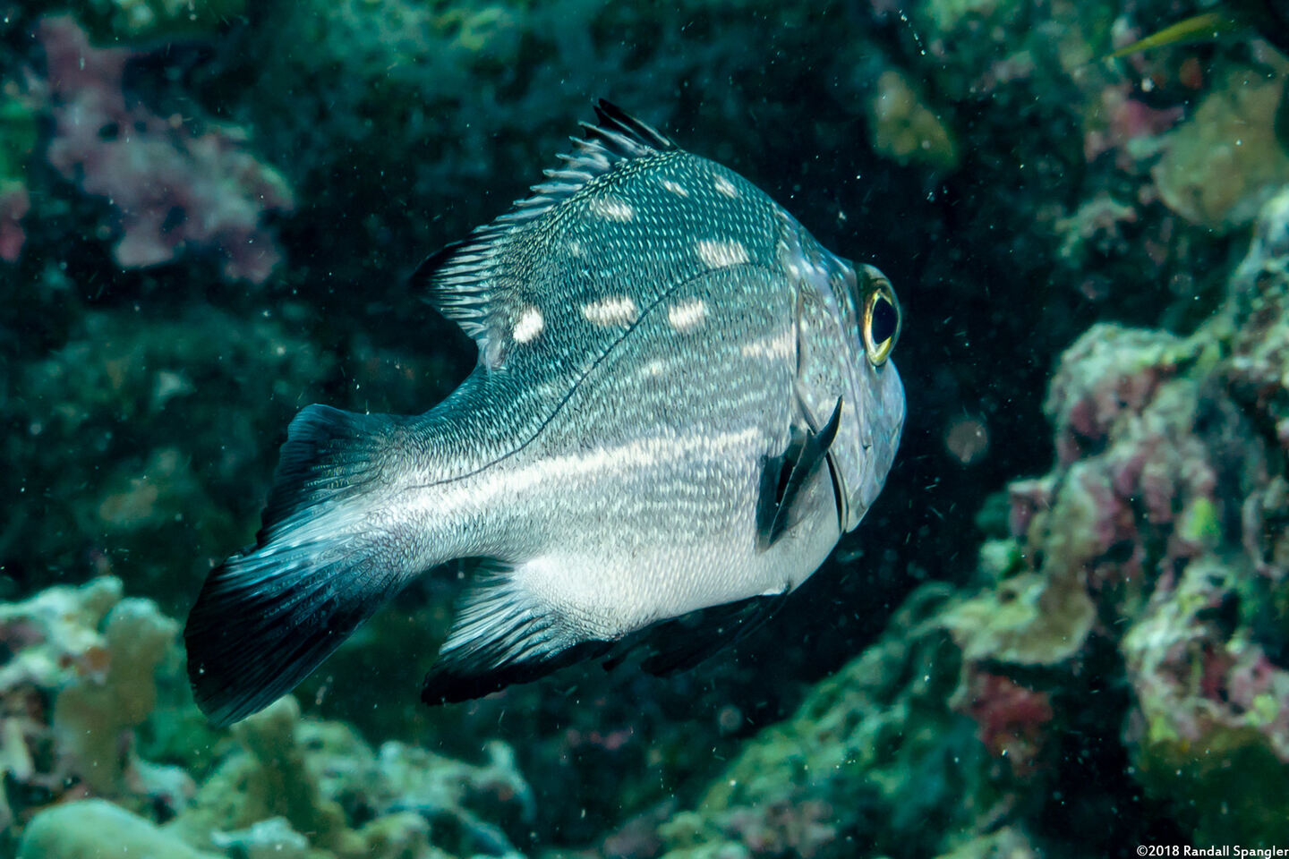 Macolor macularis (Midnight Snapper)