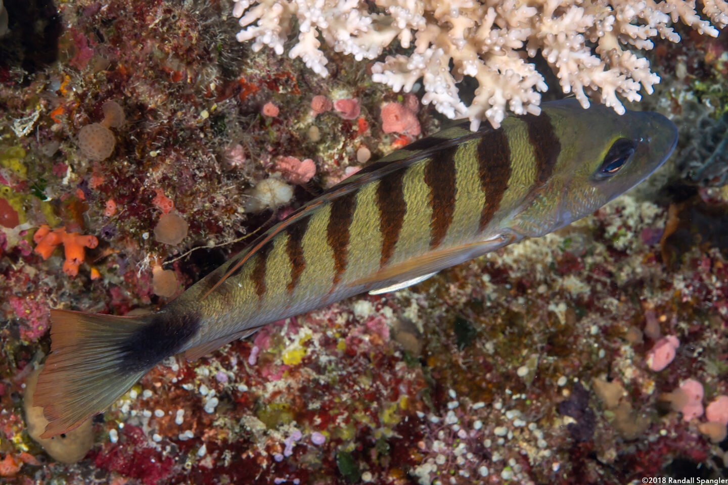 Lutjanus semicinctus (Black-Banded Snapper)