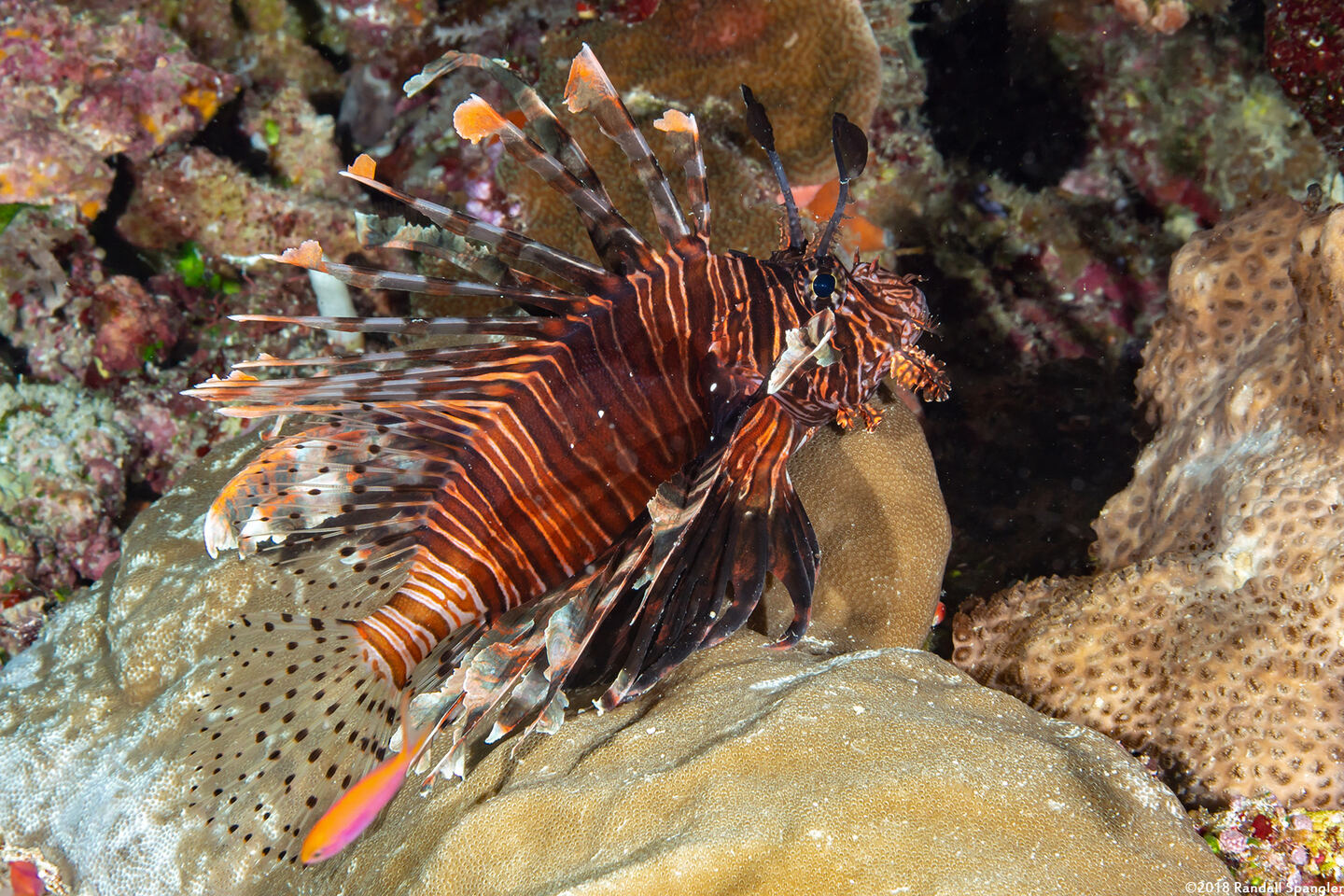 Pterois volitans (Red Lionfish)