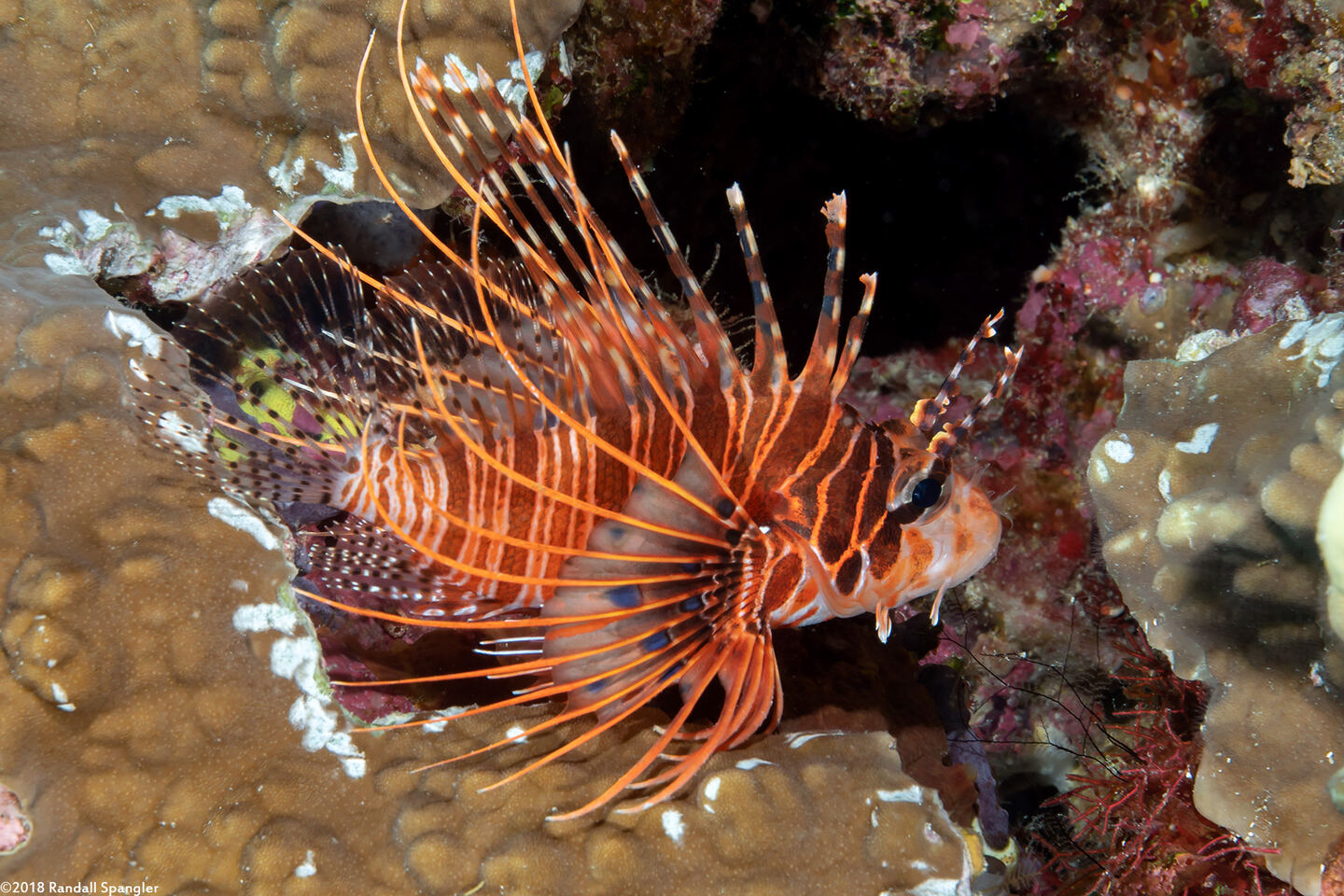 Pterois antennata (Spotfin Lionfish)