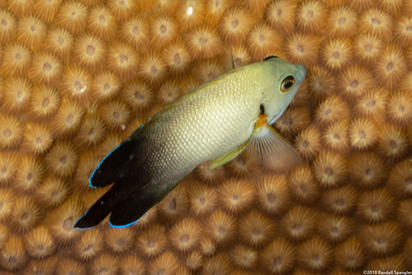 Centropyge vroliki (Pearl-Scaled Angelfish)
