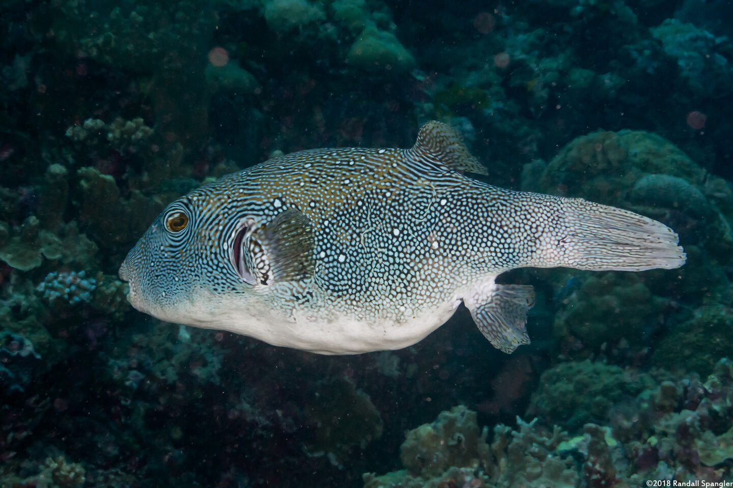 Arothron caeruleopunctatus (Blue-Spotted Puffer)