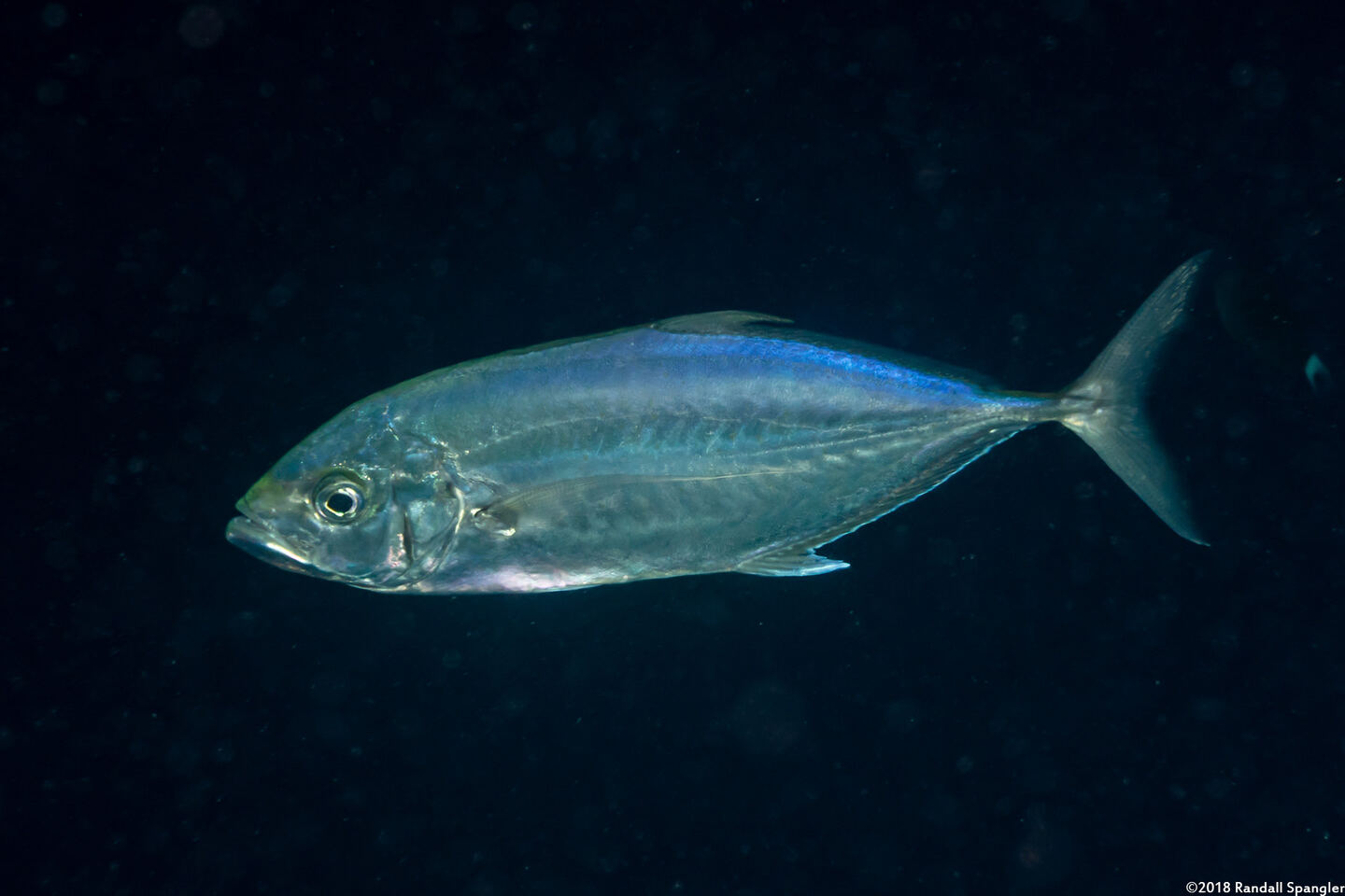 Carangoides plagiotaenia (Barcheek Trevally)