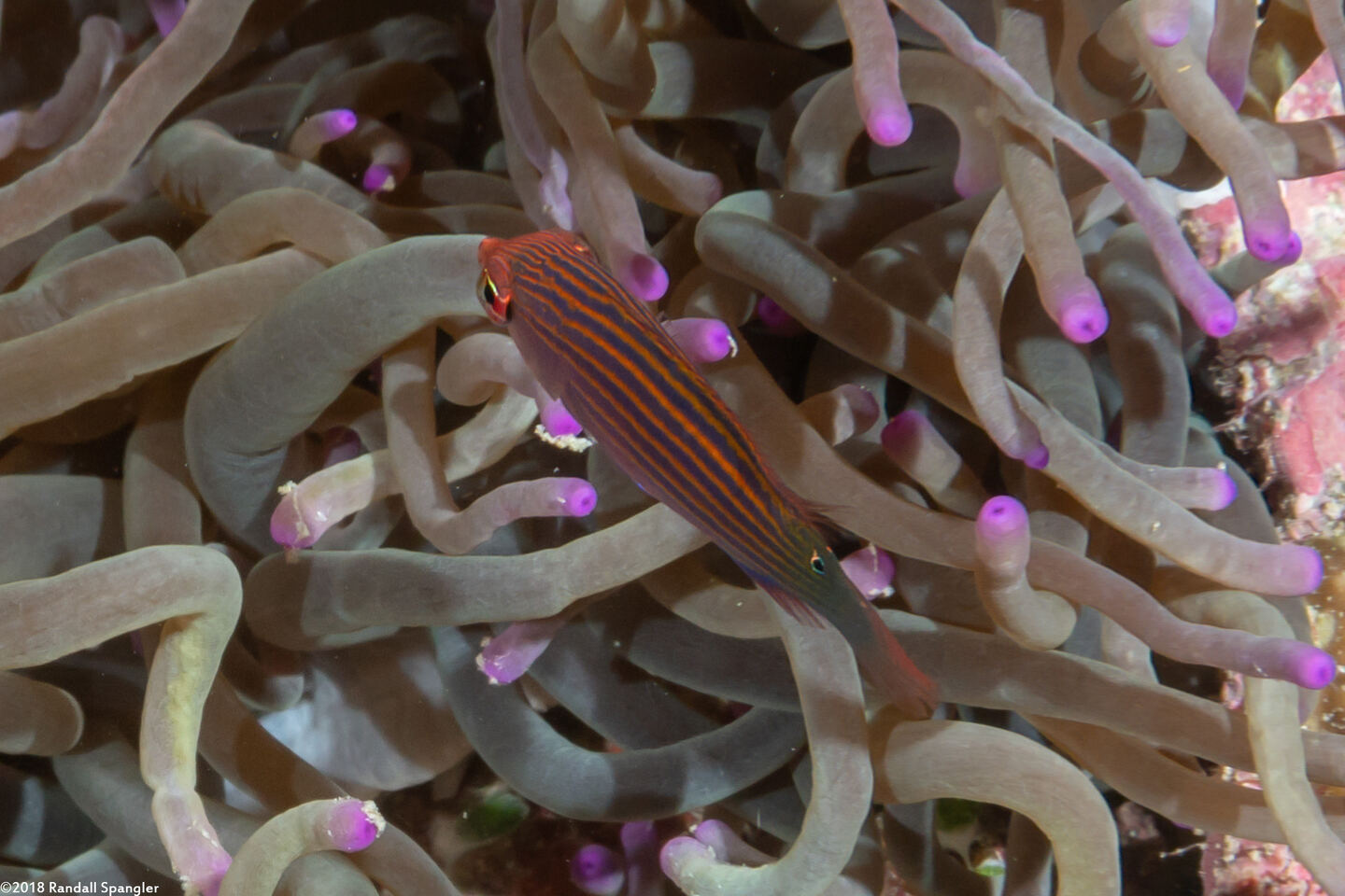 Pseudocheilinus hexataenia (Sixstripe Wrasse)