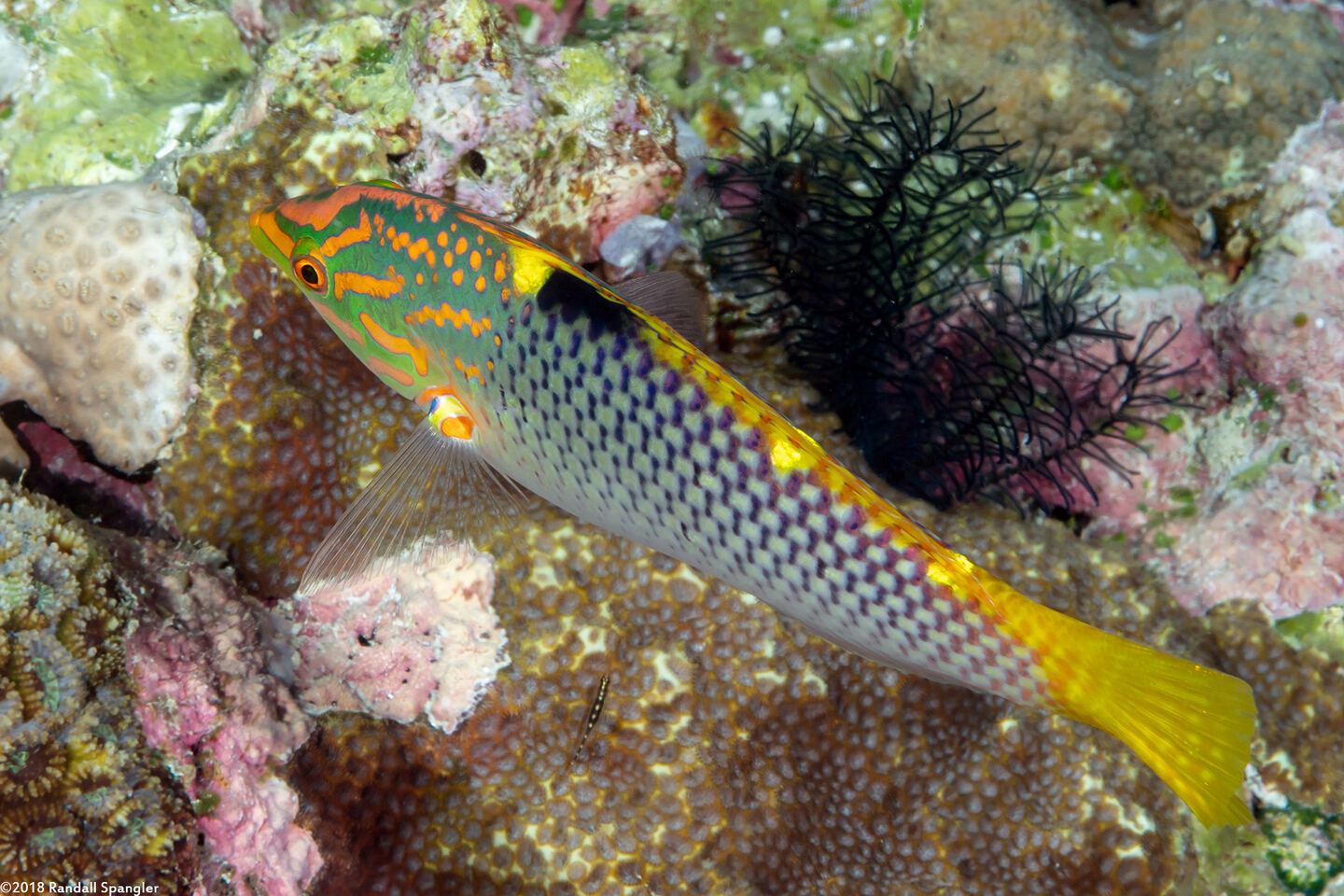 Halichoeres hortulanus (Checkerboard Wrasse)