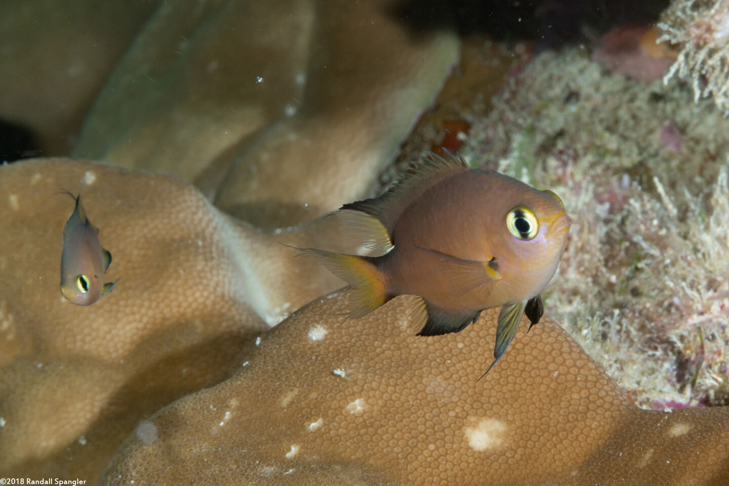 Chromis atripes (Darkfin Chromis)