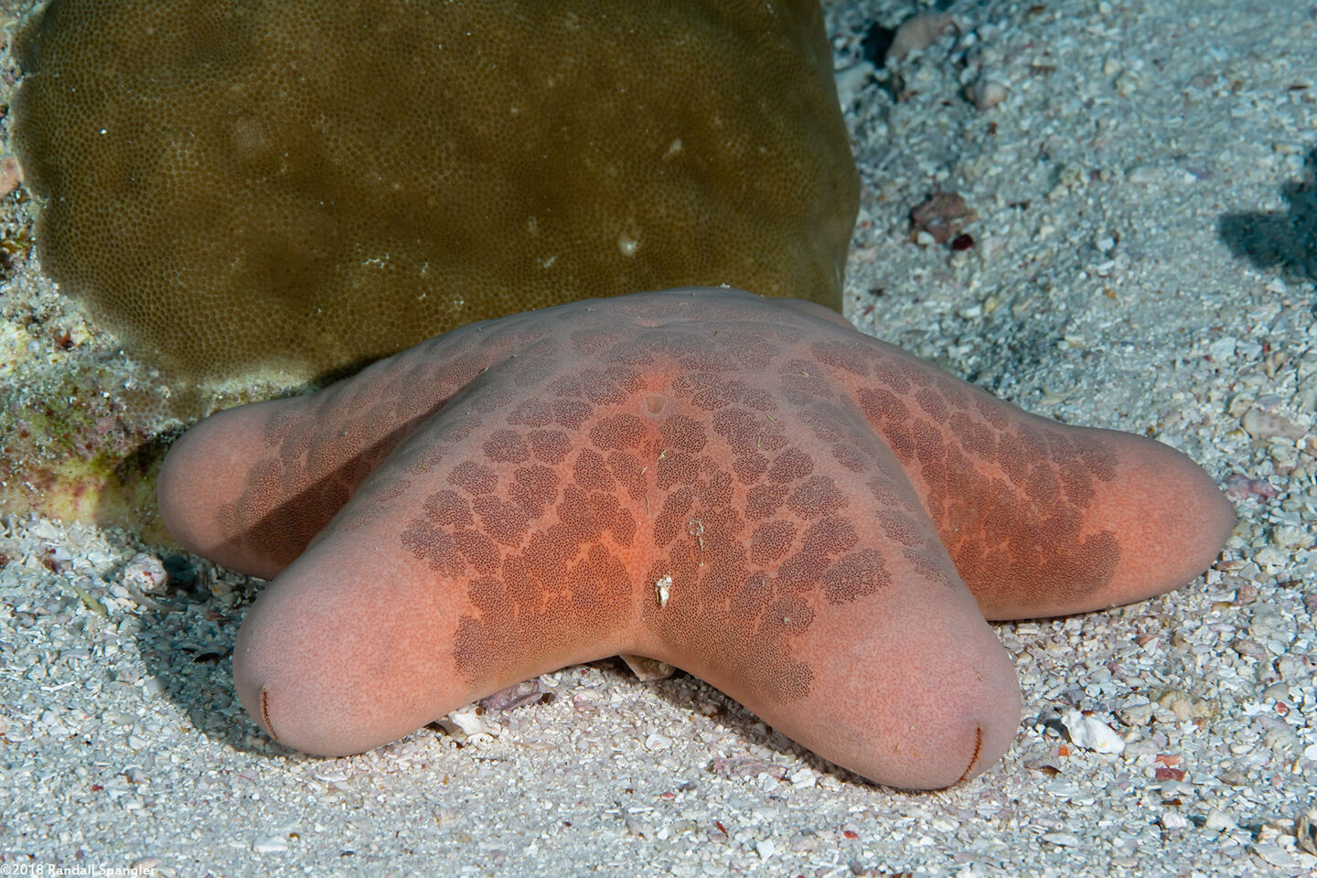Choriaster granulatus (Granular Sea Star)