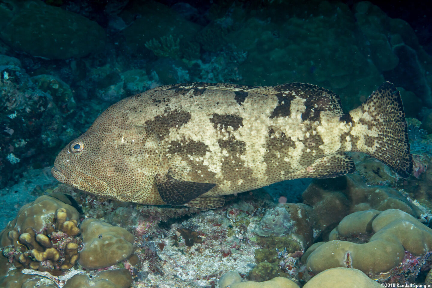Epinephelus fuscoguttatus (Brown-Marbled Grouper)