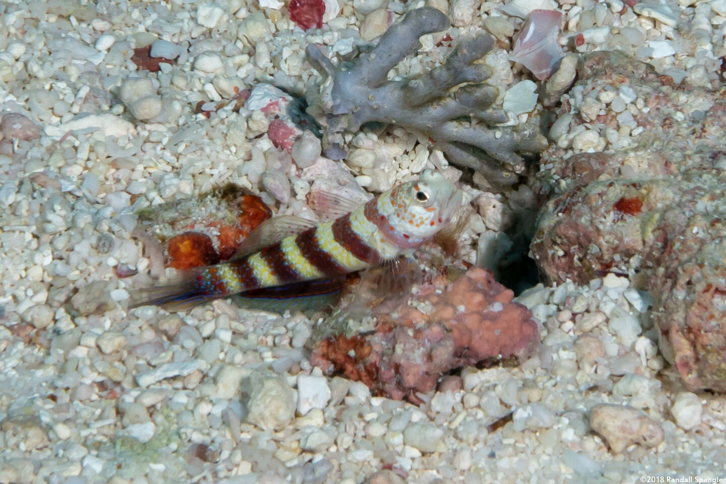 Amblyeleotris wheeleri (Gorgeous Shrimpgoby)