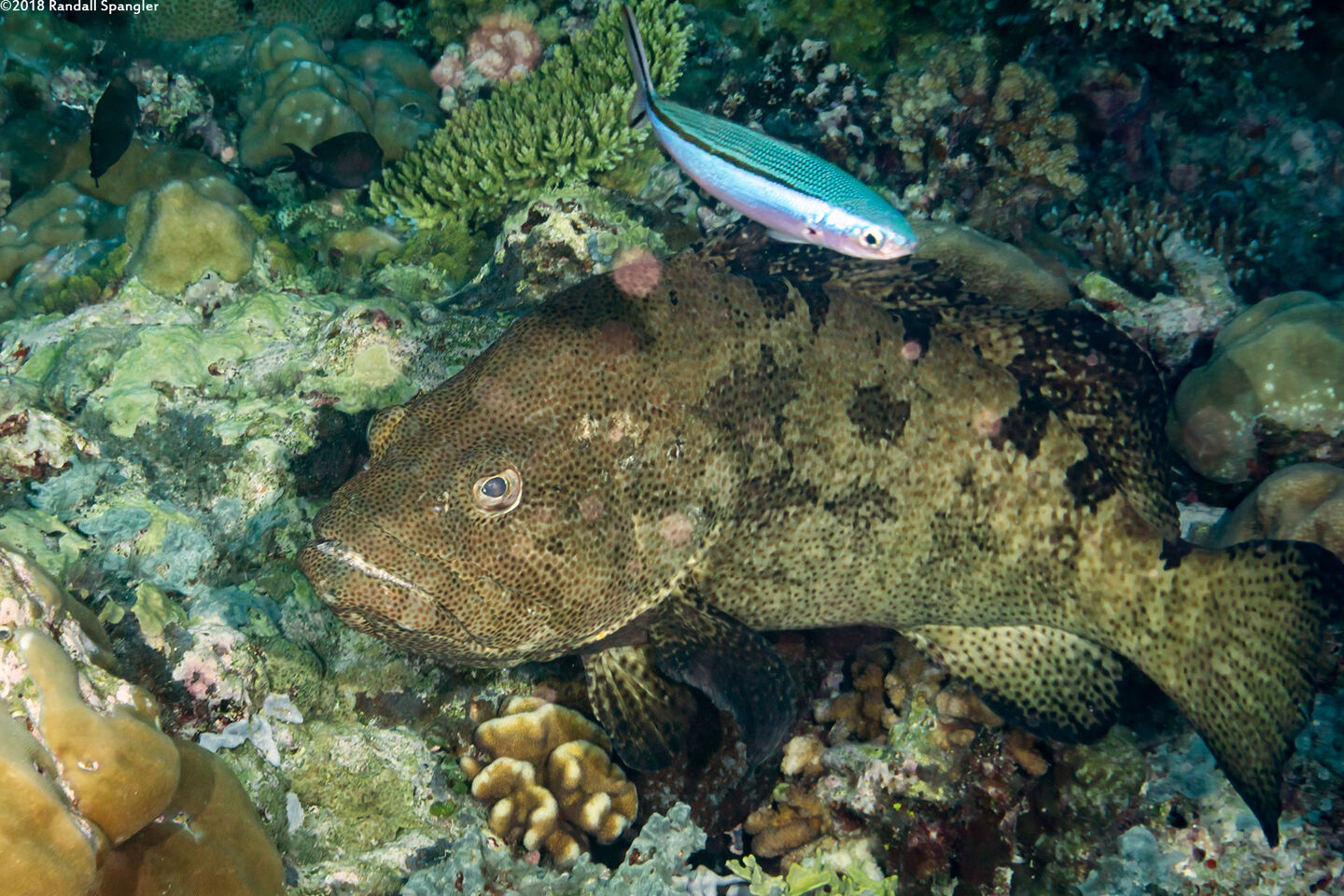 Epinephelus fuscoguttatus (Brown-Marbled Grouper)