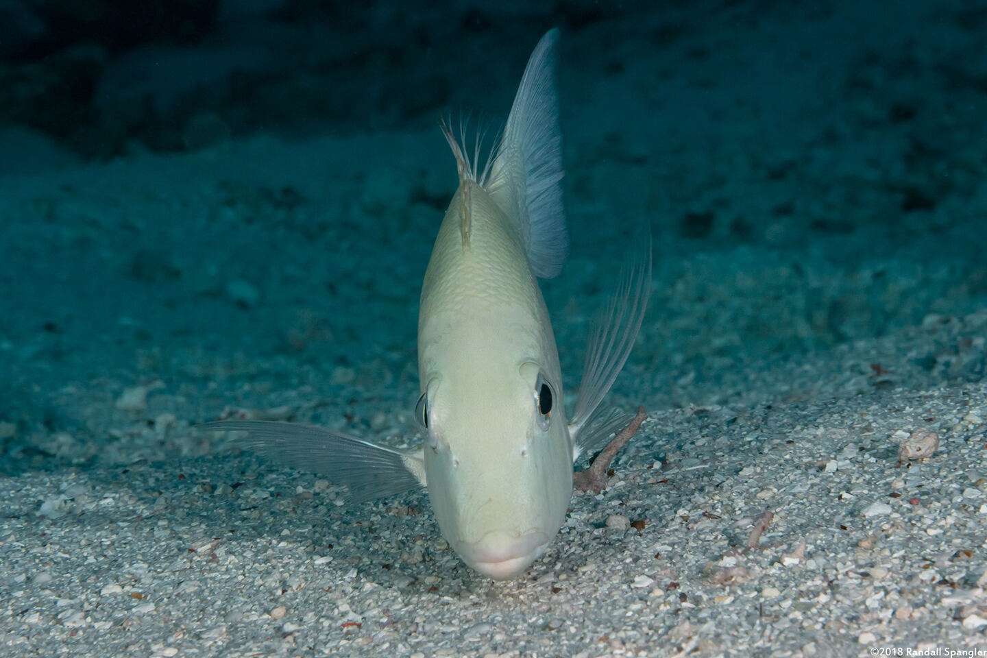 Lethrinus obsoletus (Orange-Striped Emperor)