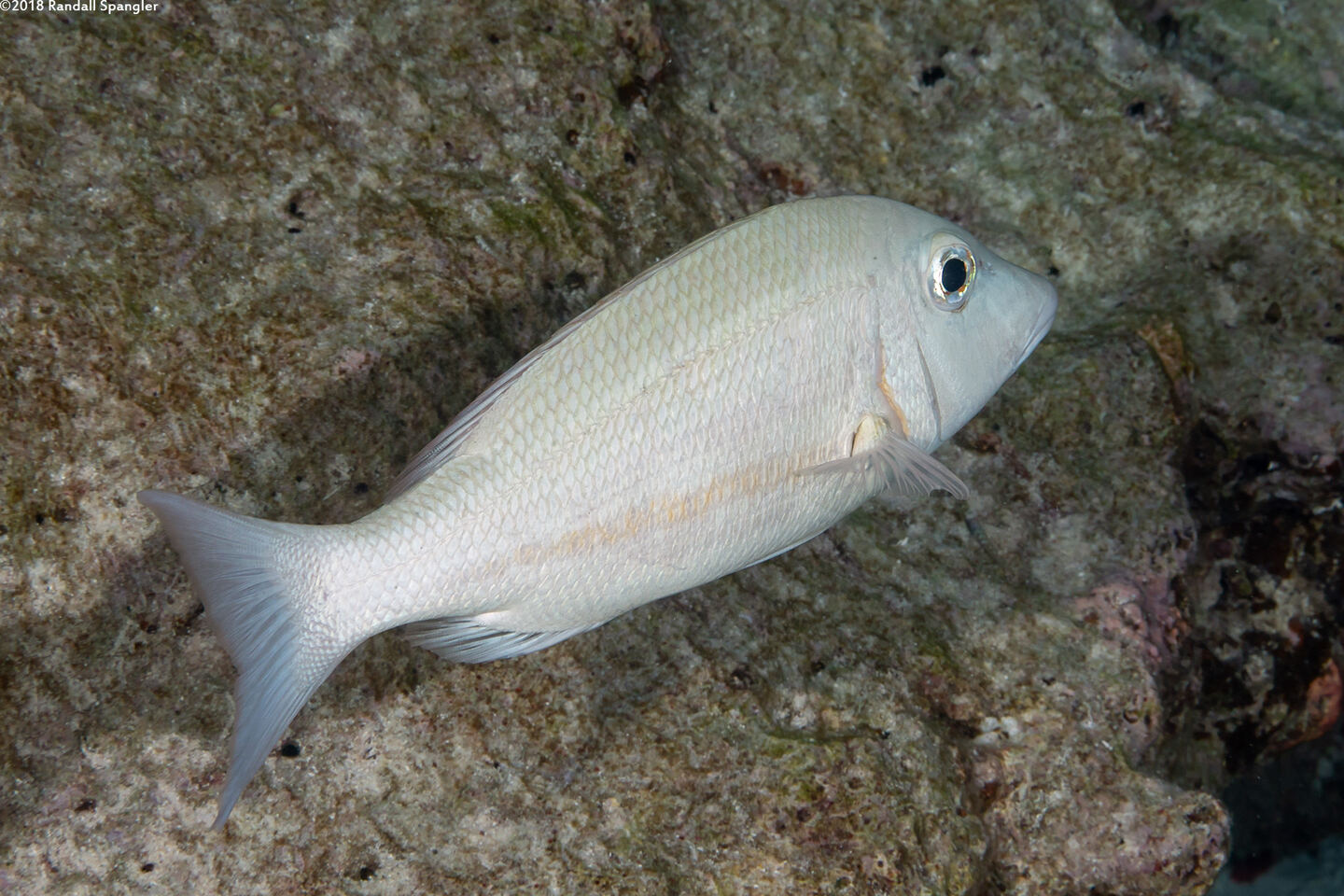 Lethrinus obsoletus (Orange-Striped Emperor)