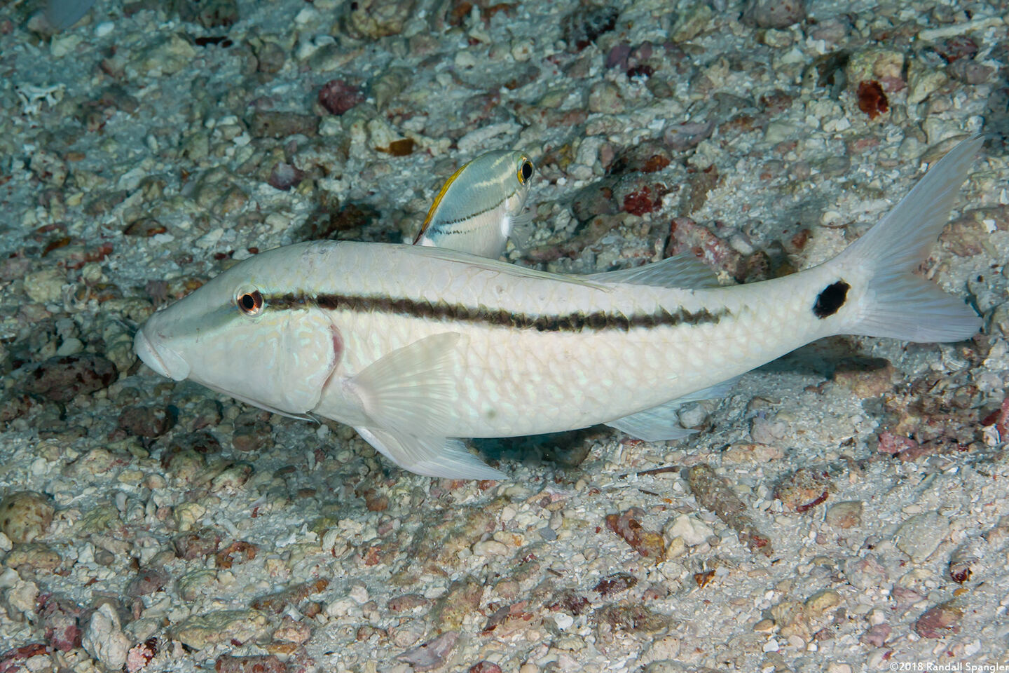 Parupeneus barberinus (Dash-Dot Goatfish)