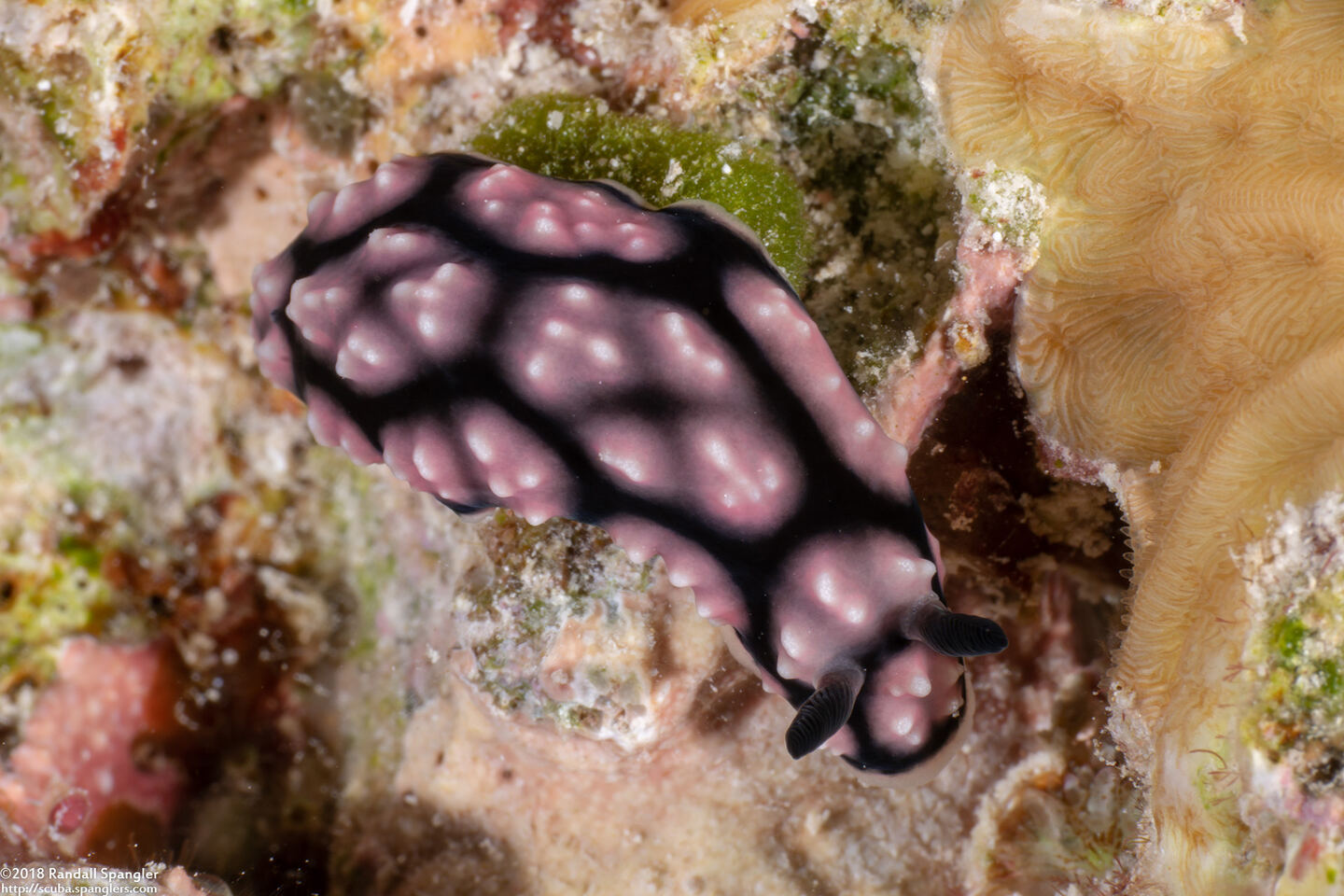 Phyllidiella annulata (Ringed Phyllidella)