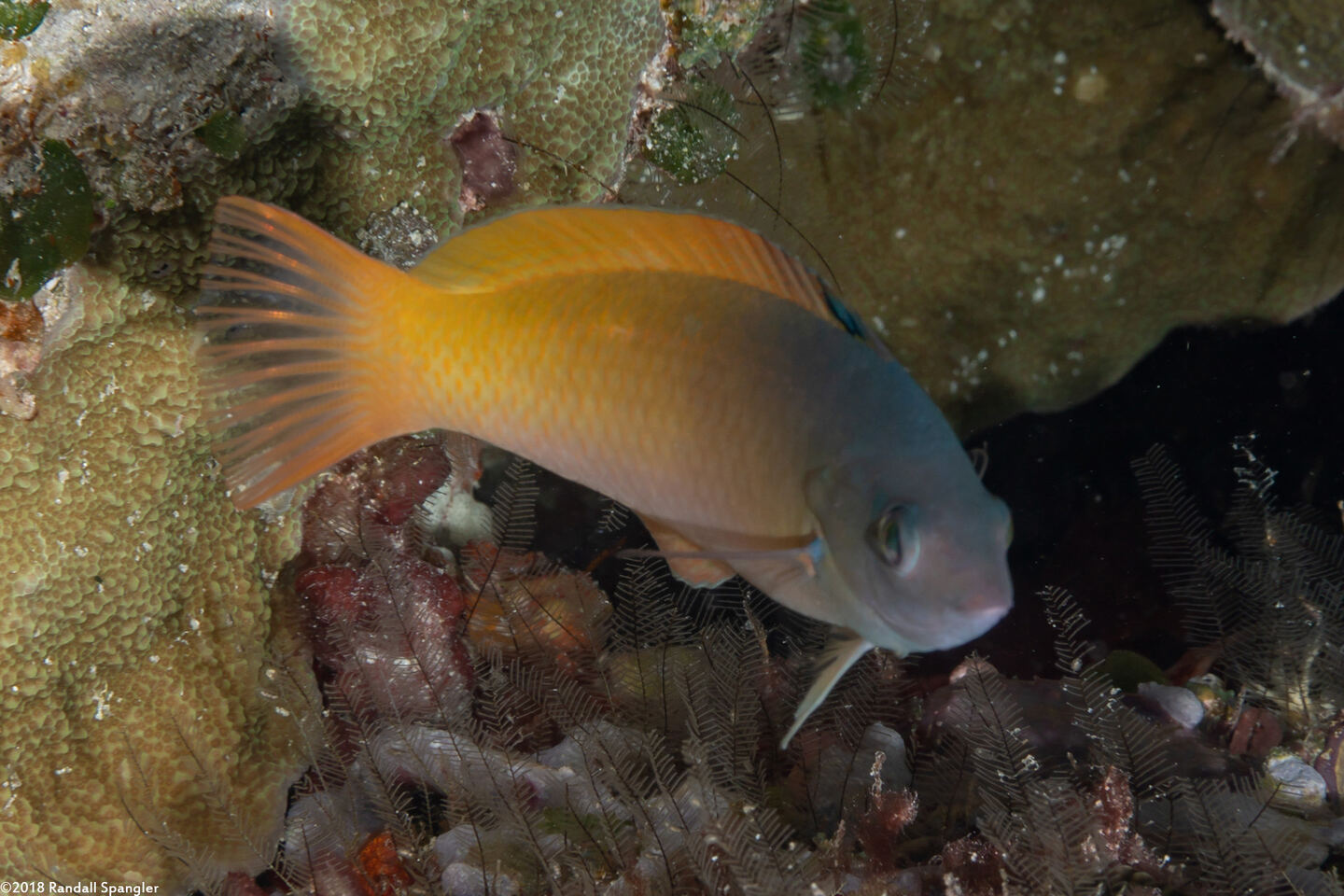 Halichoeres prosopeion (Twotone Wrasse)
