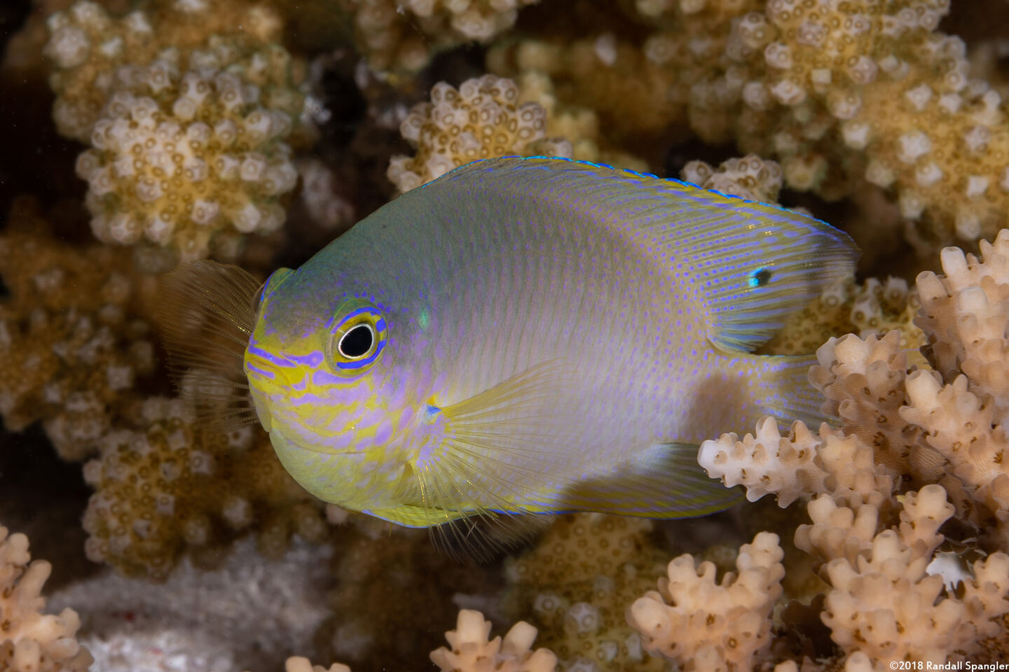Pomacentrus amboinensis (Ambon Damsel)