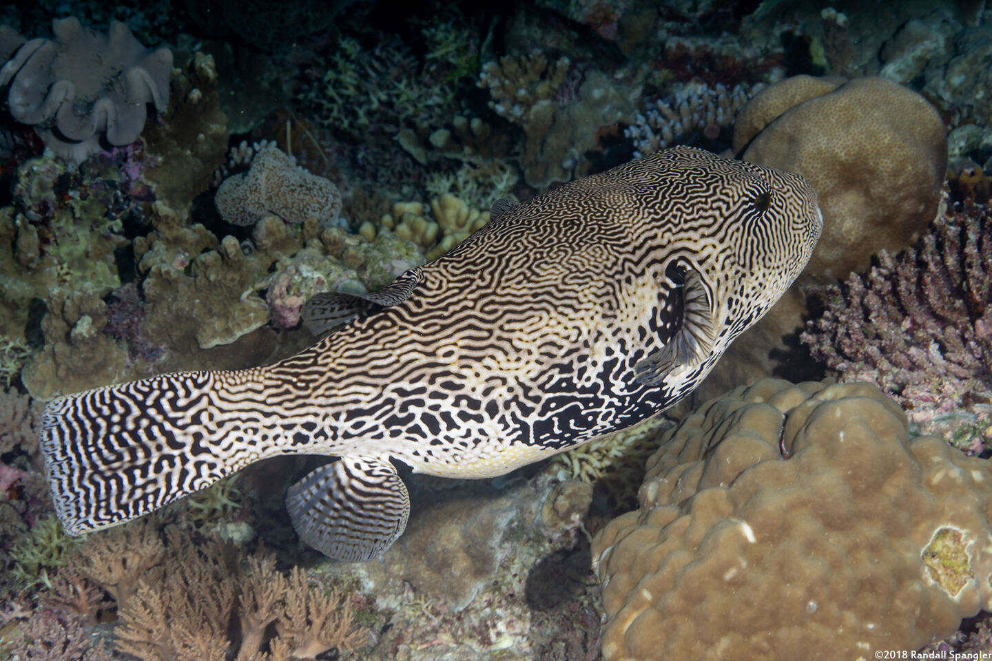 Arothron mappa (Map Puffer)