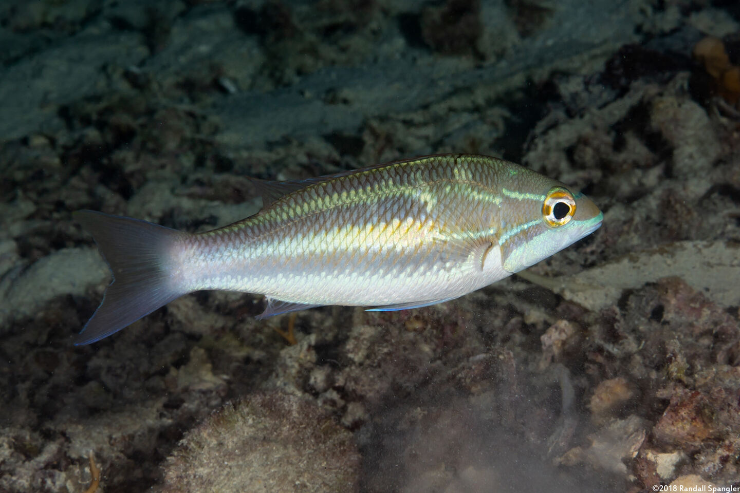 Pentapodus trivittatus (Three-Striped Whiptail)