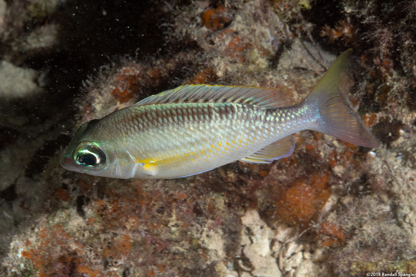 Scolopsis margaritifera (Pearly Monocle Bream)