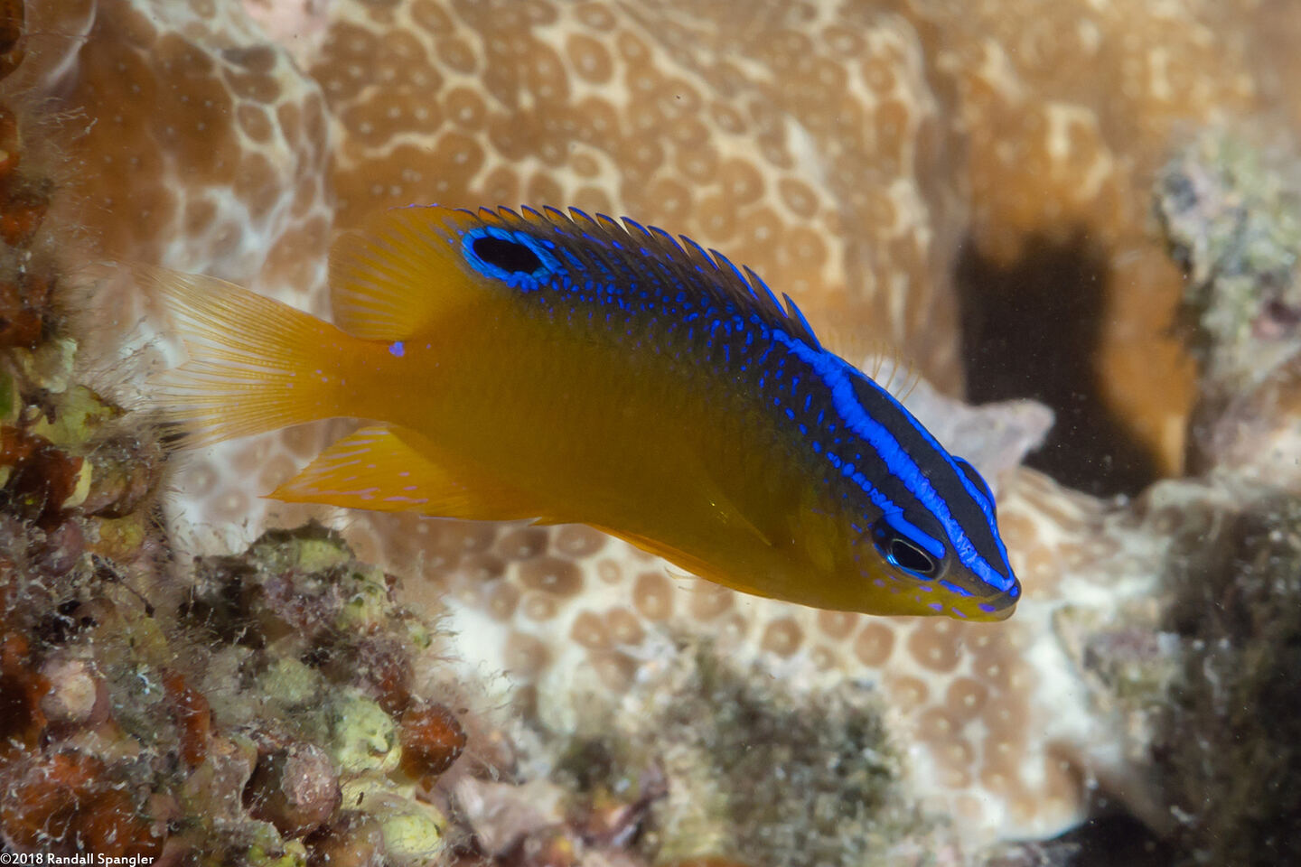 Pomacentrus simsiang (Blueback Damsel)