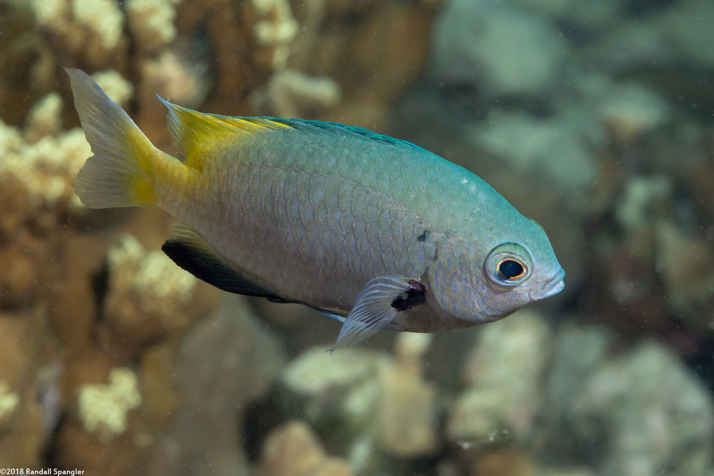 Pomacentrus nigromanus (Goldback Damsel)