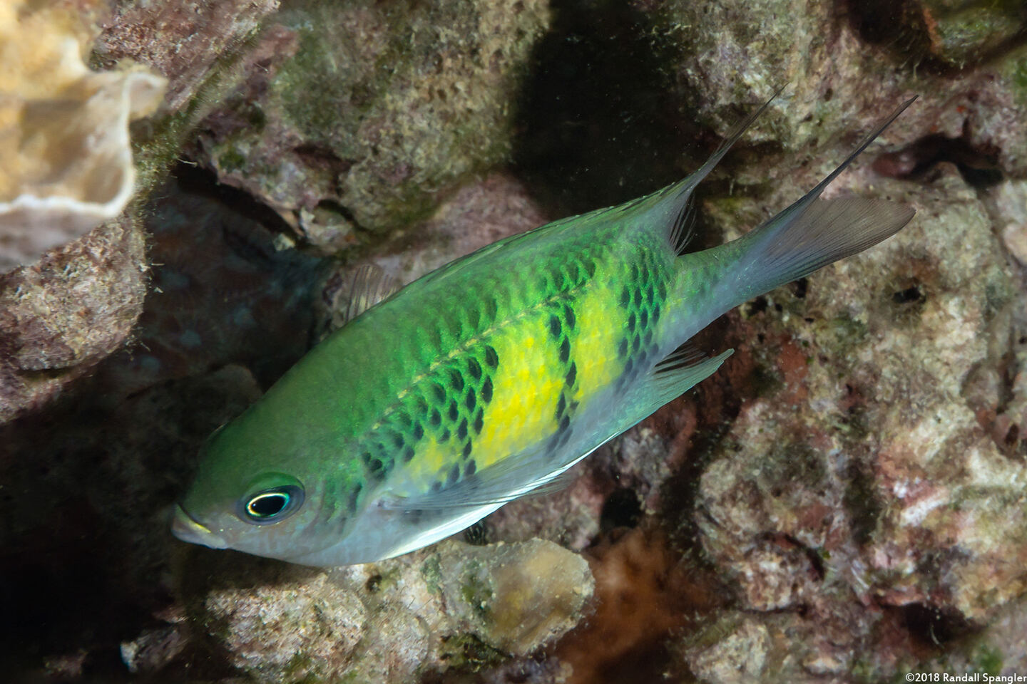 Amblyglyphidodon curacao (Staghorn Damsel)