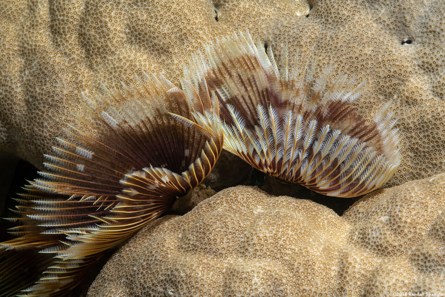 Sabellastarte sp.1 (Feather Duster Worm)