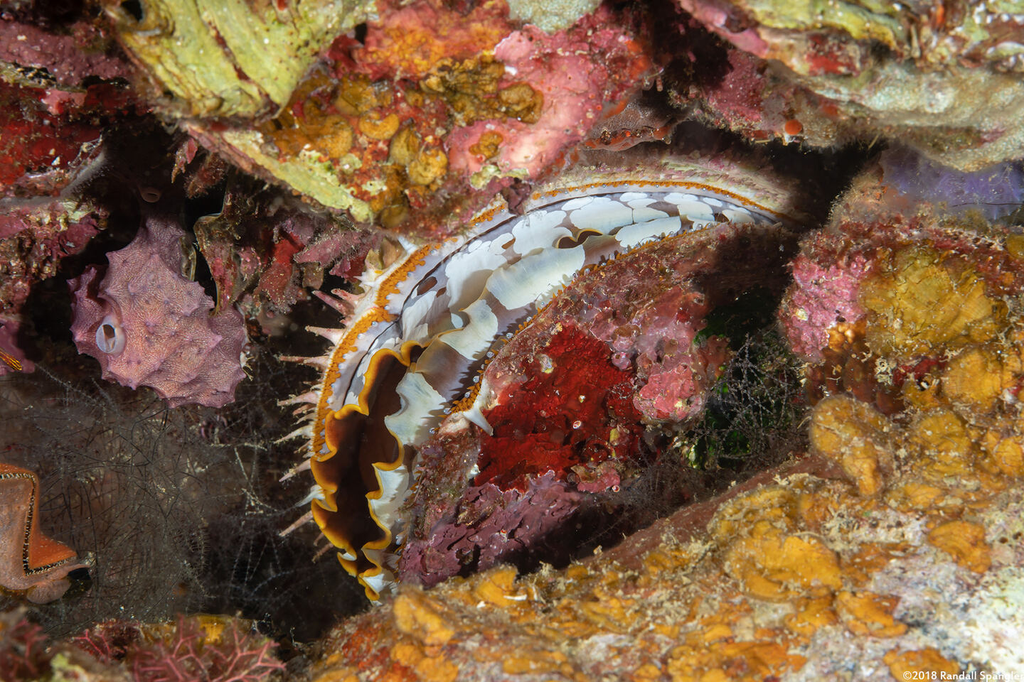 Spondylus varius (Variable Thorny Oyster)
