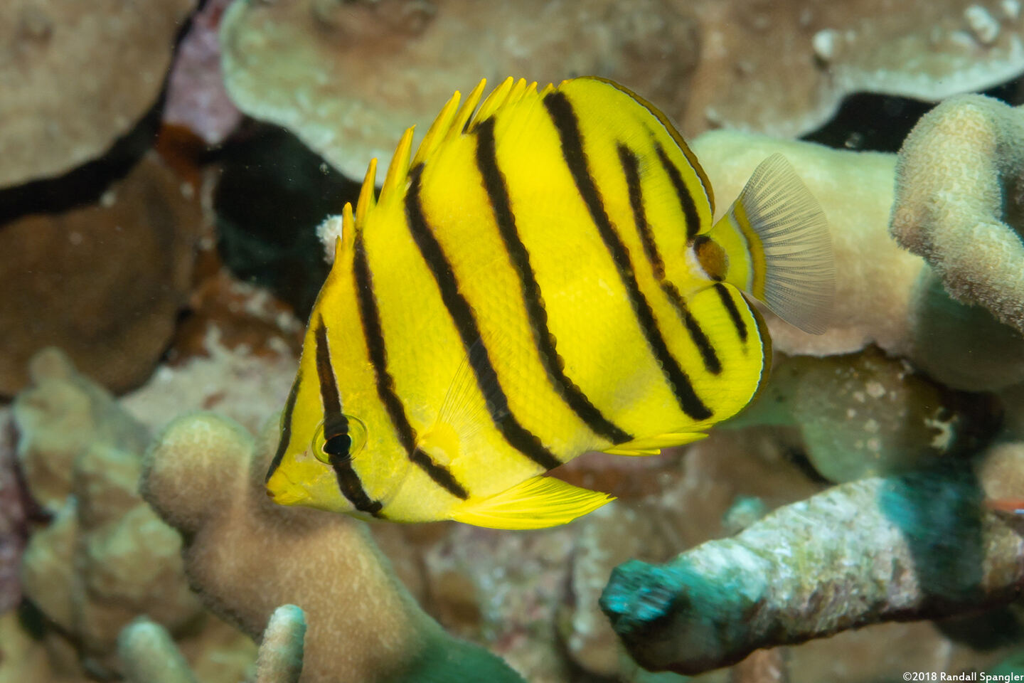 Chaetodon octofasciatus (Eight-Banded Butterflyfish)