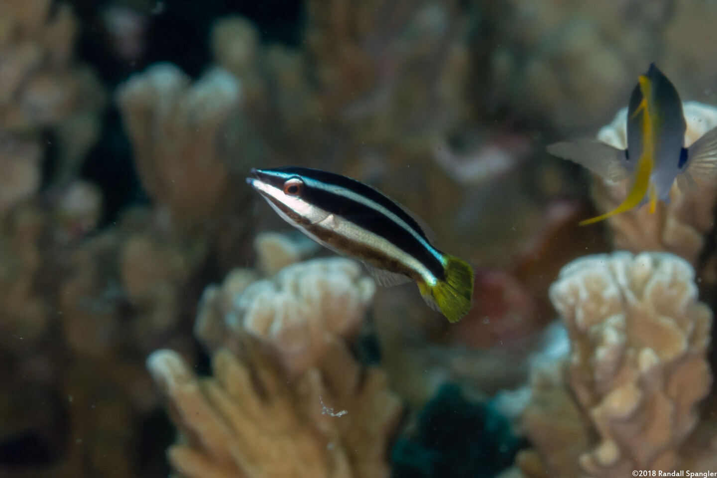 Diproctacanthus xanthurus (Yellowtail Tubelip)