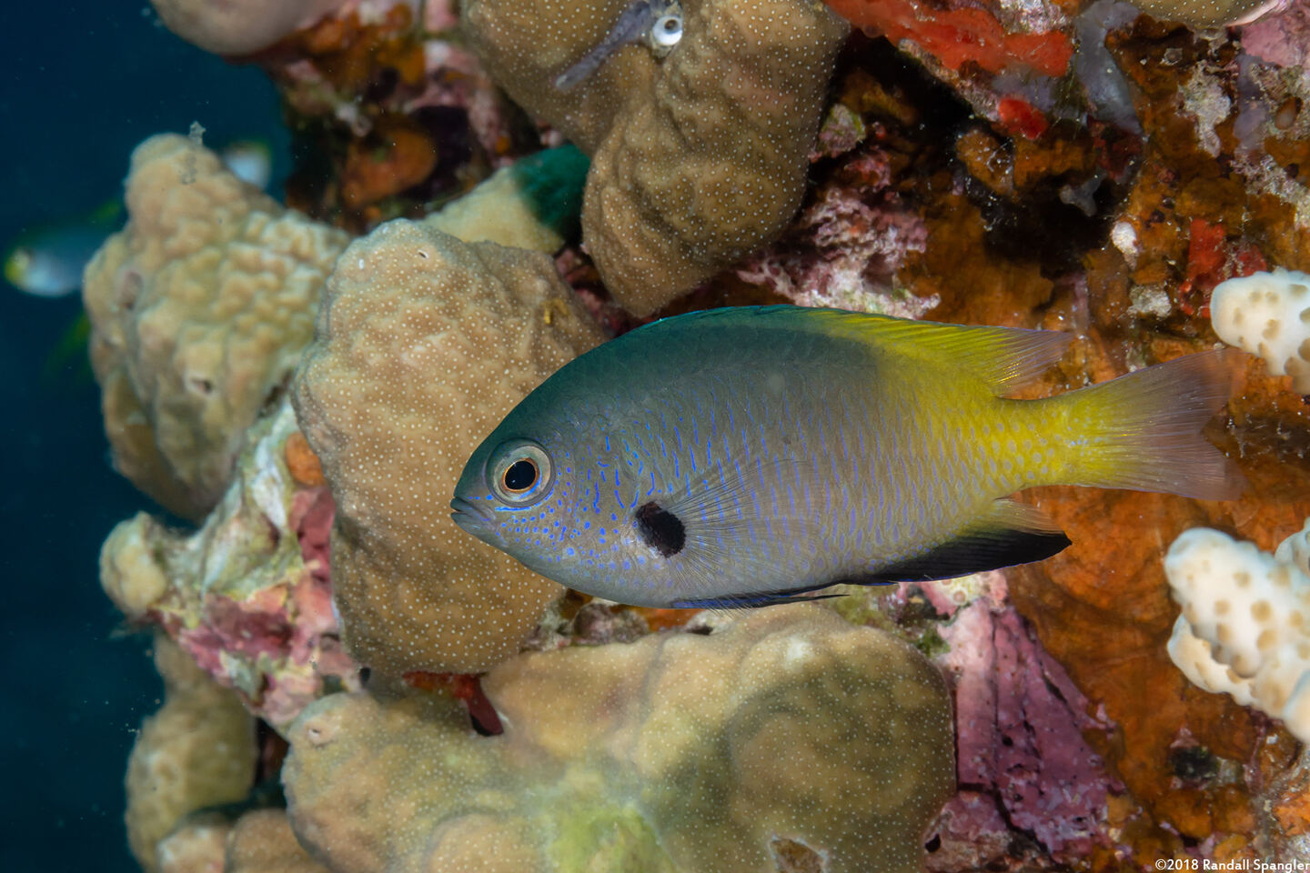 Pomacentrus nigromanus (Goldback Damsel)