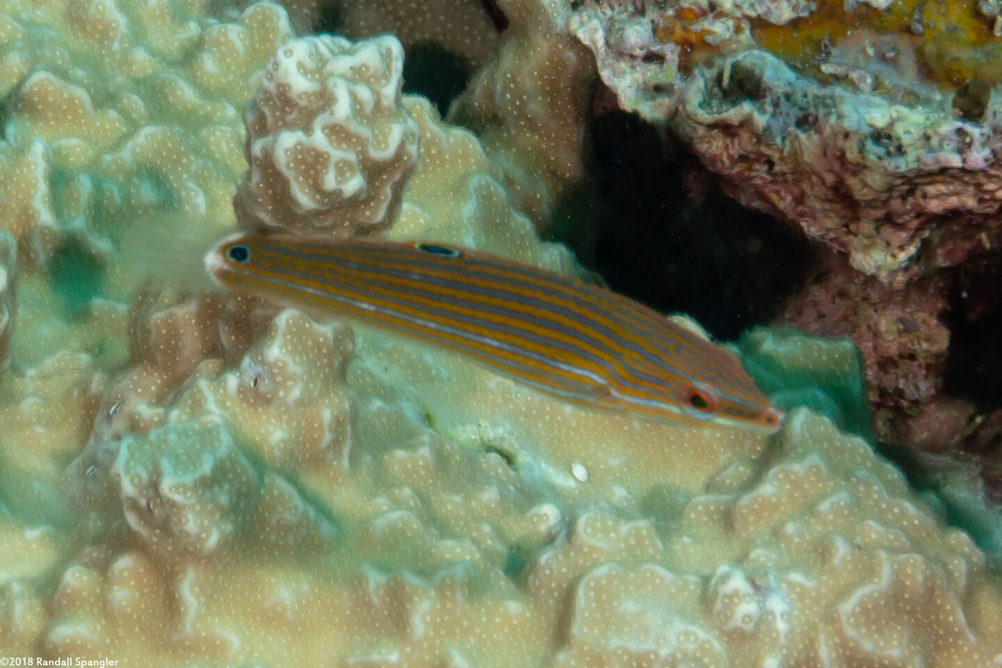 Halichoeres richmondi (Richmond's Wrasse)