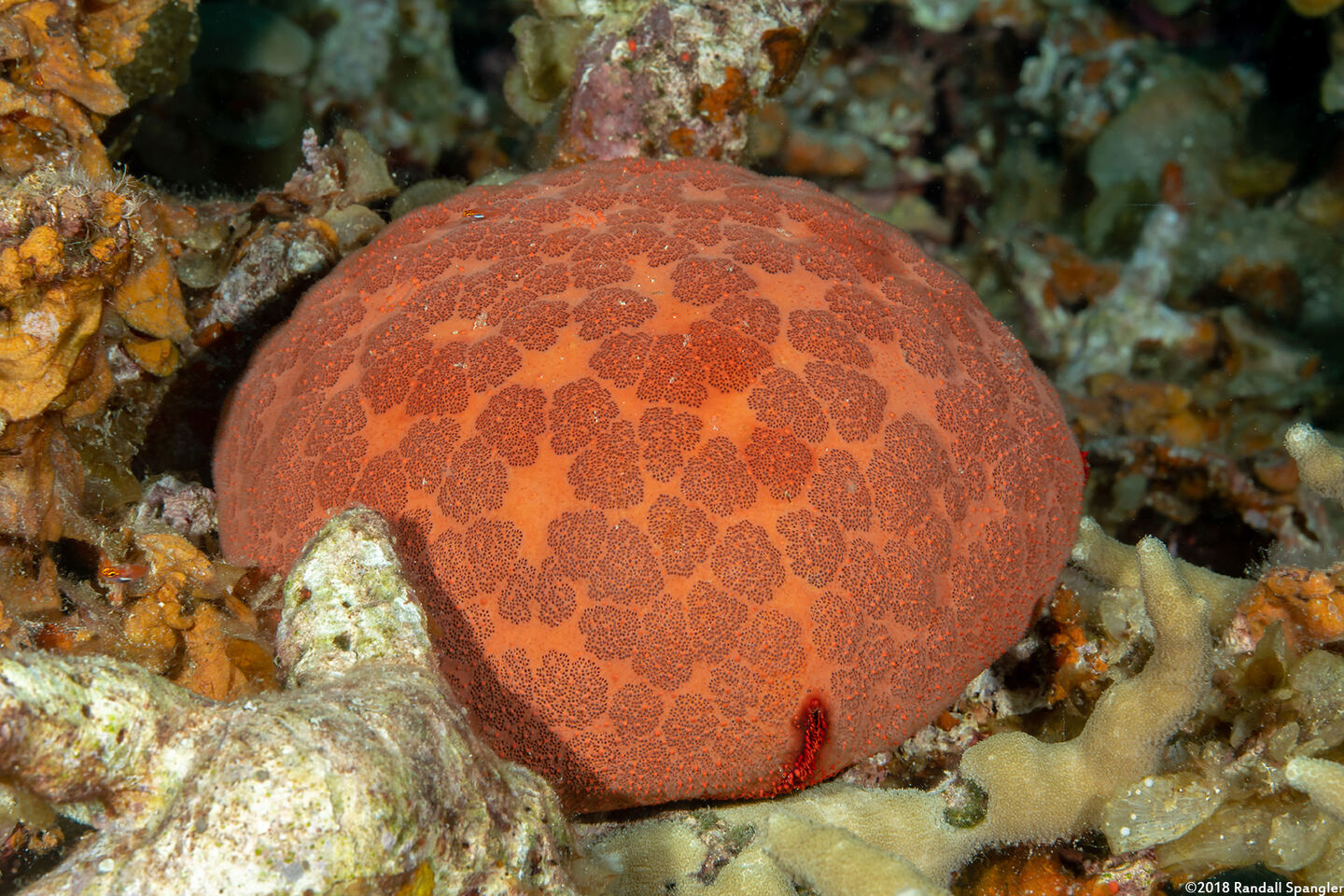 Culcita novaeguineae (Cushion Star)