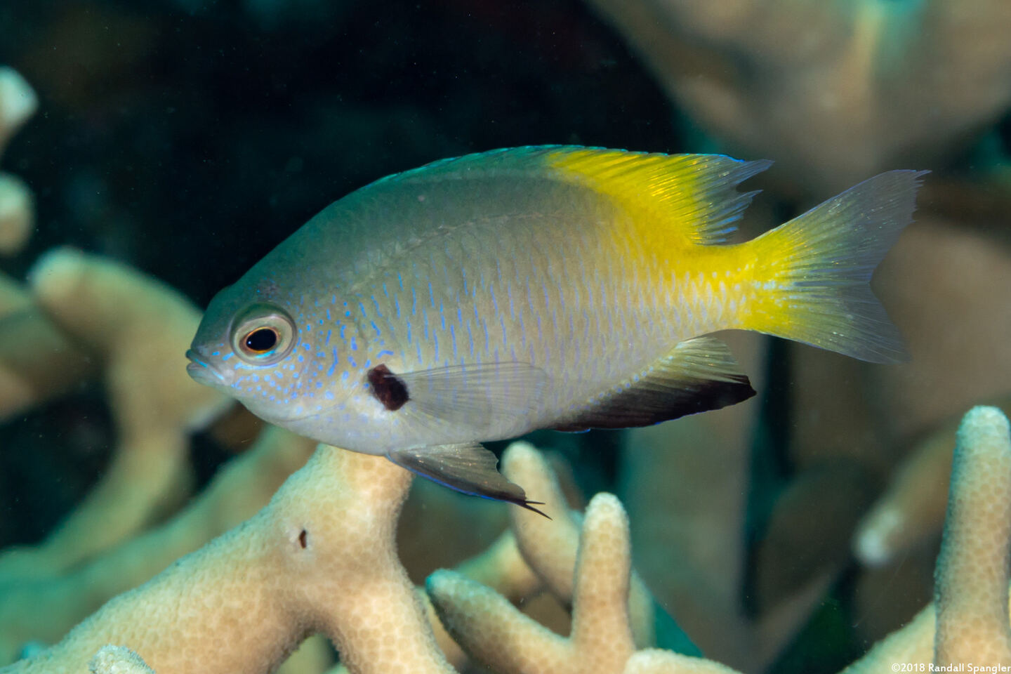 Pomacentrus nigromanus (Goldback Damsel)