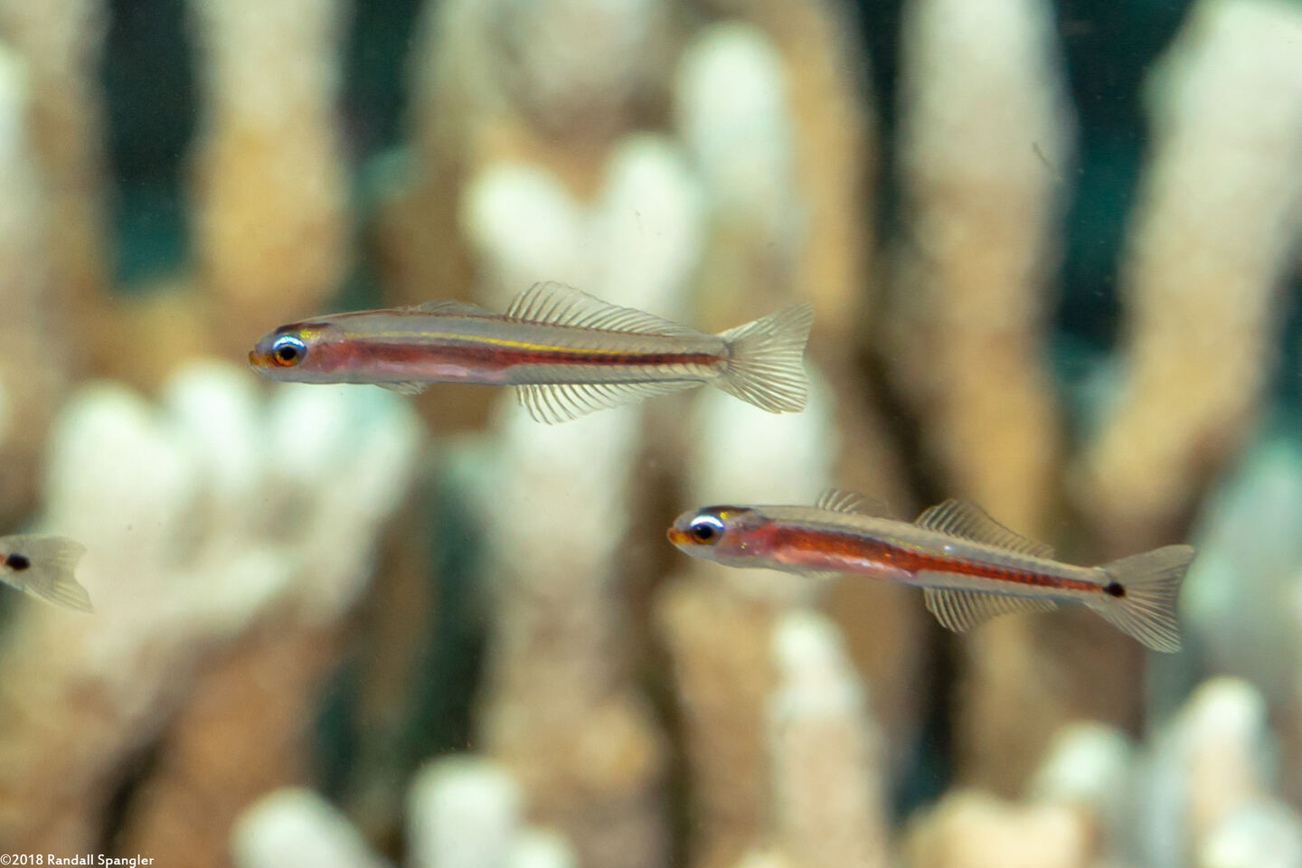 Parioglossus nudus (Naked Dartfish)