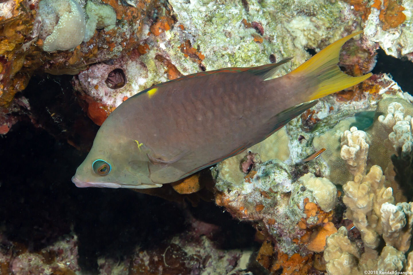 Epibulus brevis (Latent Slingjaw Wrasse)