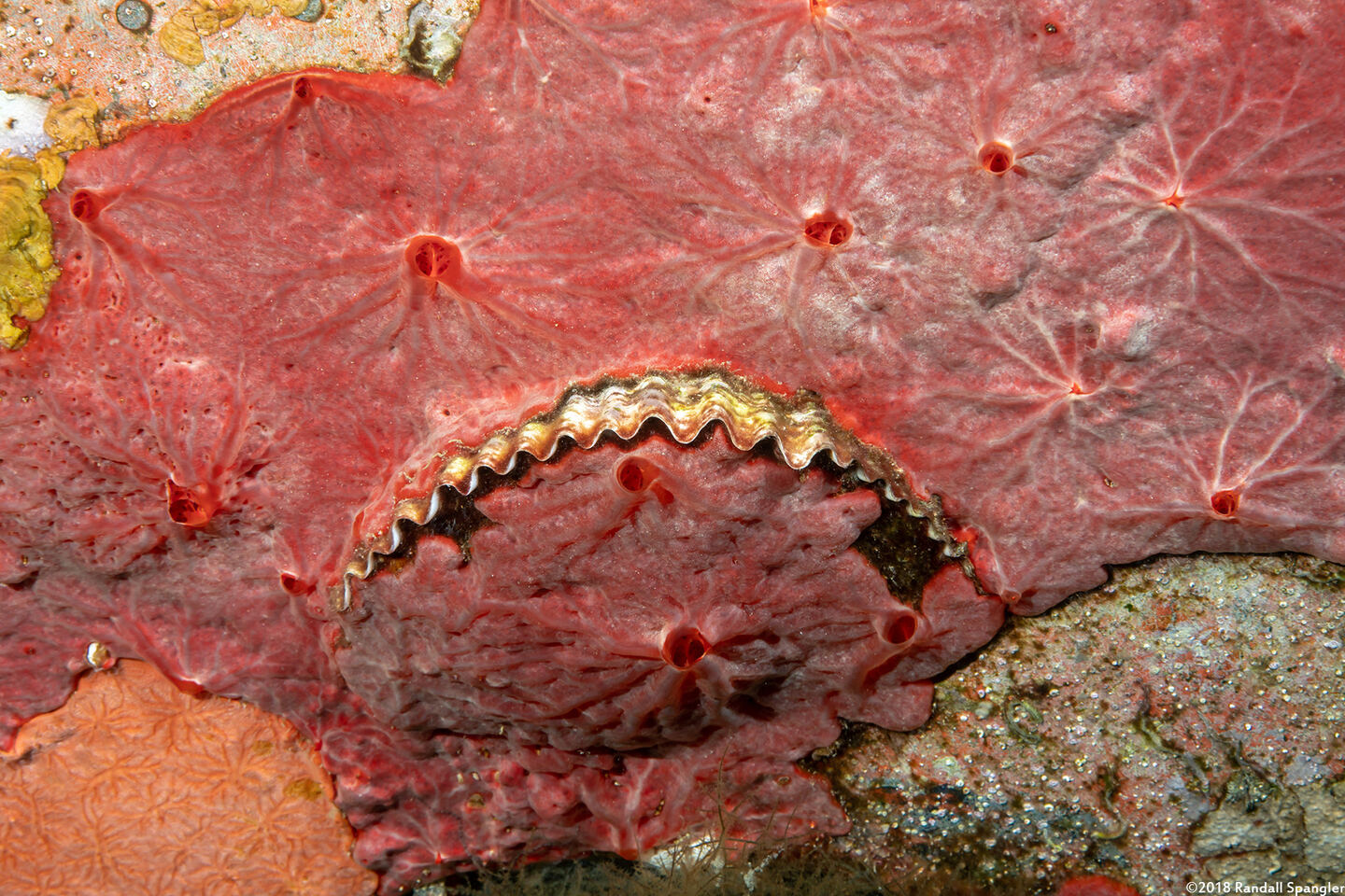 Clathria sp.1 (Vermilion Clathria)