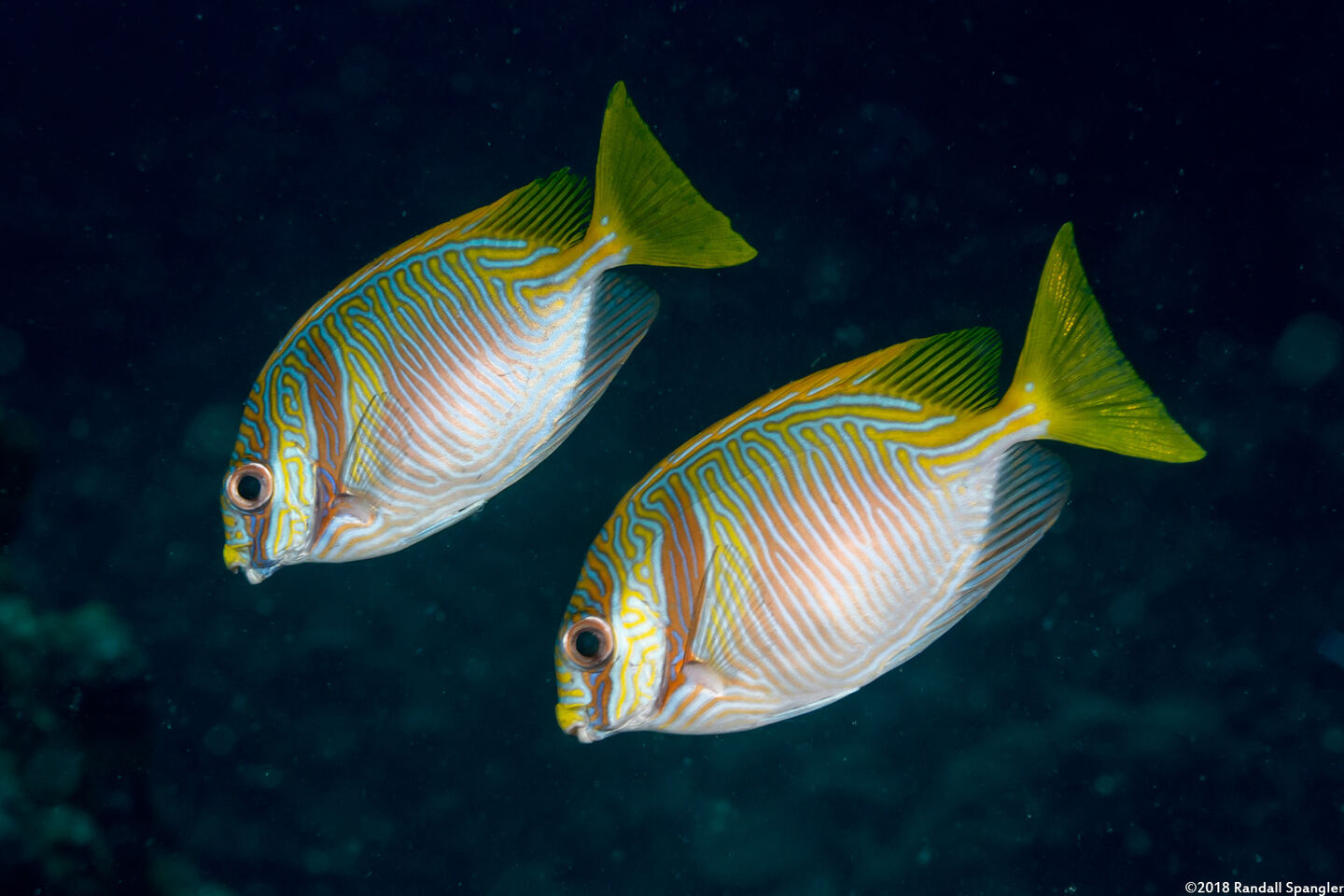 Siganus doliatus (Barred Rabbitfish)