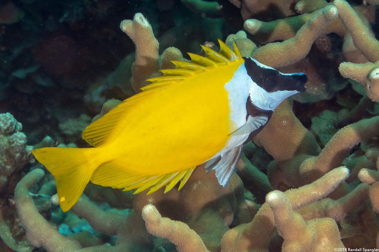Siganus vulpinus (Foxface Rabbitfish)