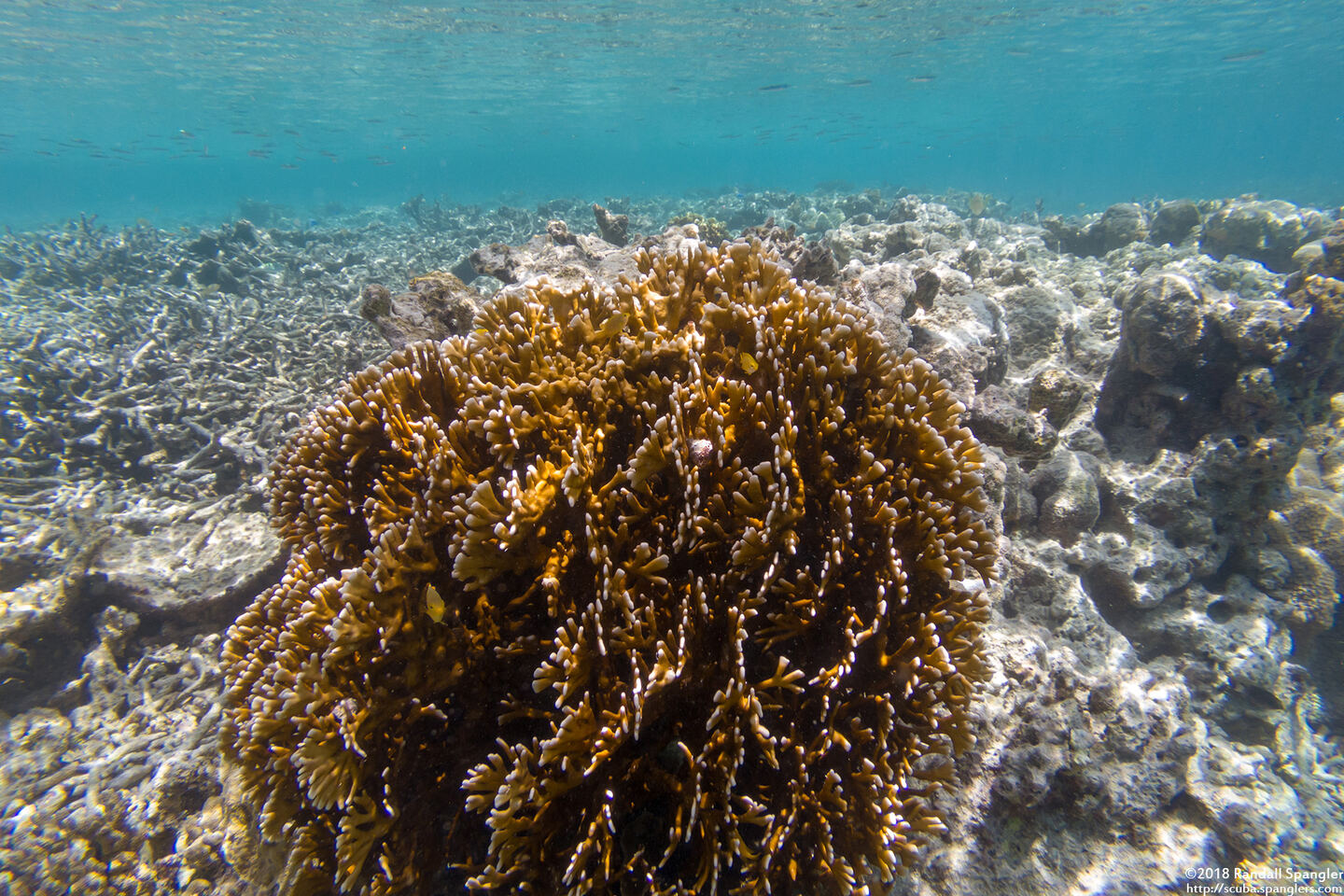 Millepora sp.2 (Plate Fire Coral)