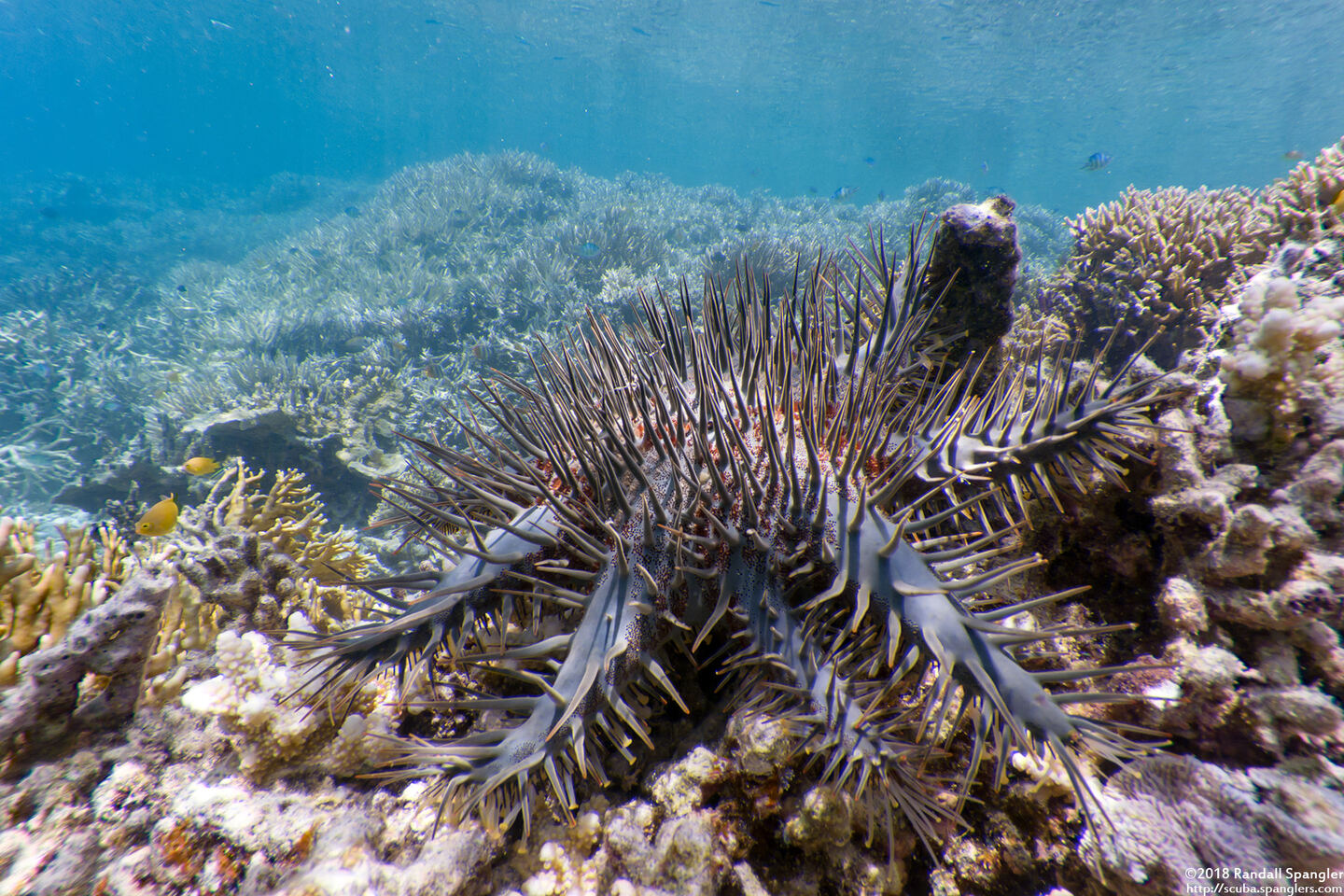 Acanthaster solaris (Crown-of-Thorns Star)