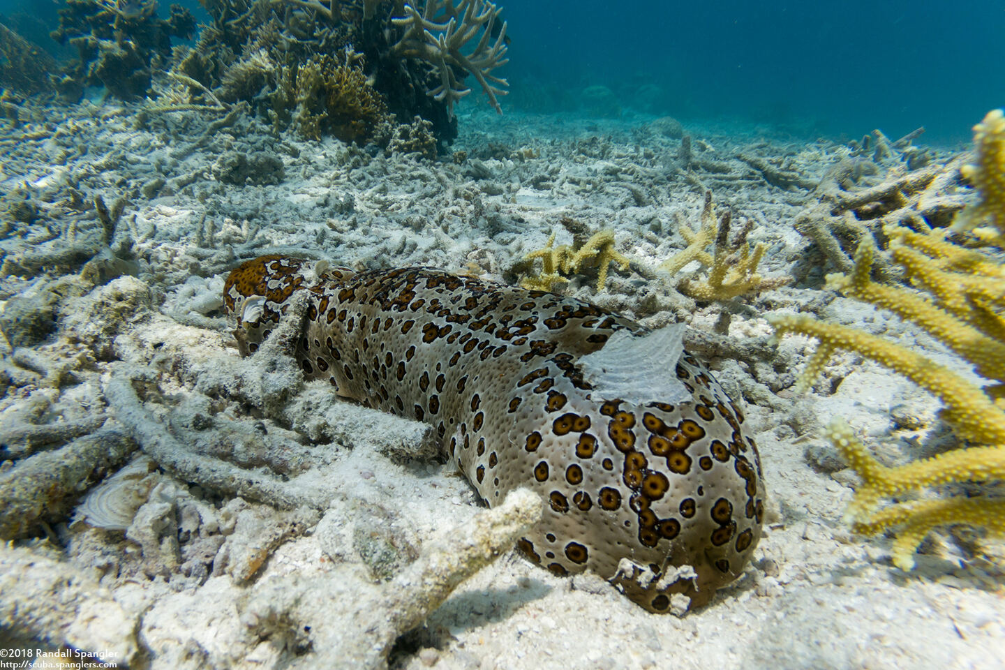 Bohadschia argus (Argus Sea Cucumber)
